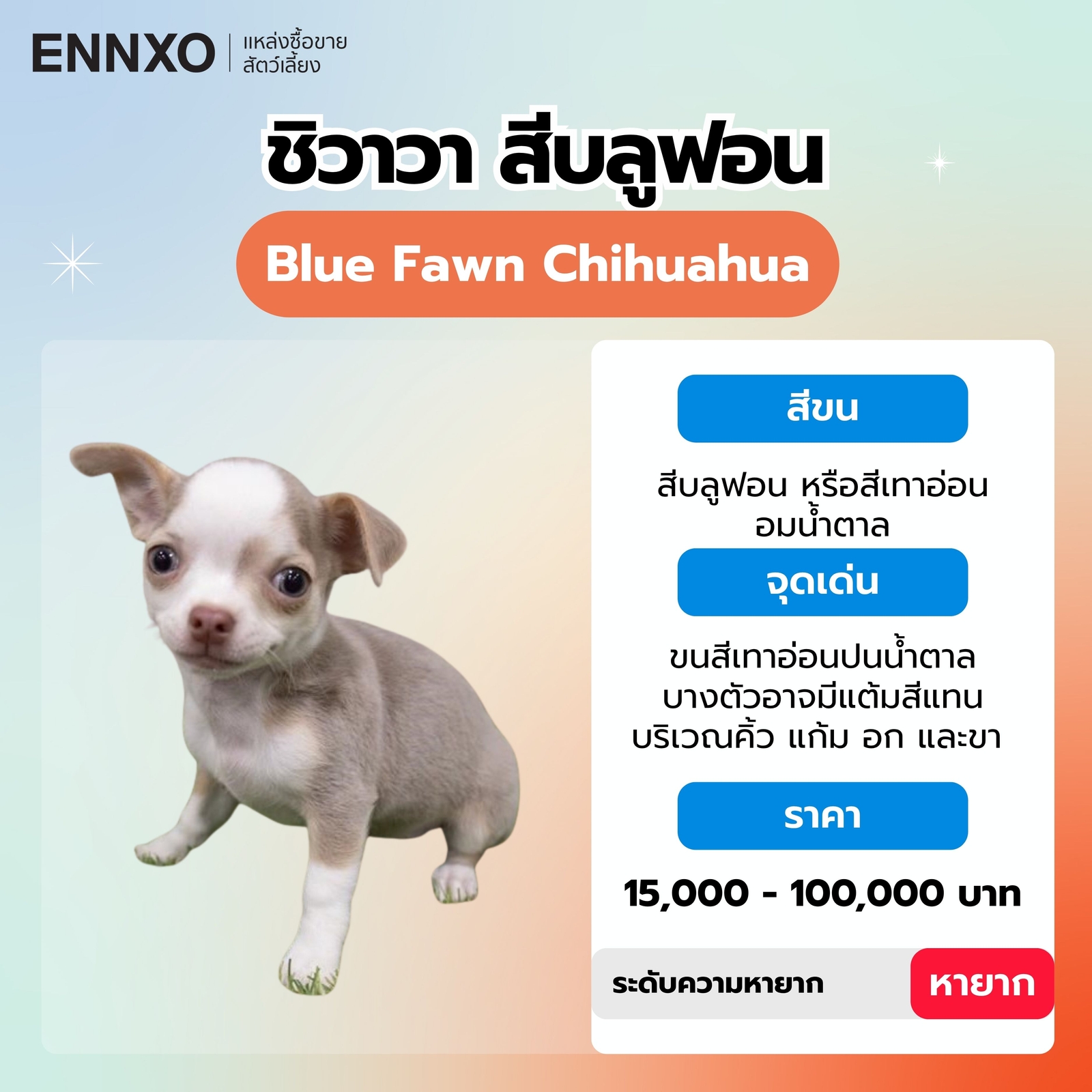 สุนัขชิวาวา สีบลูฟอน