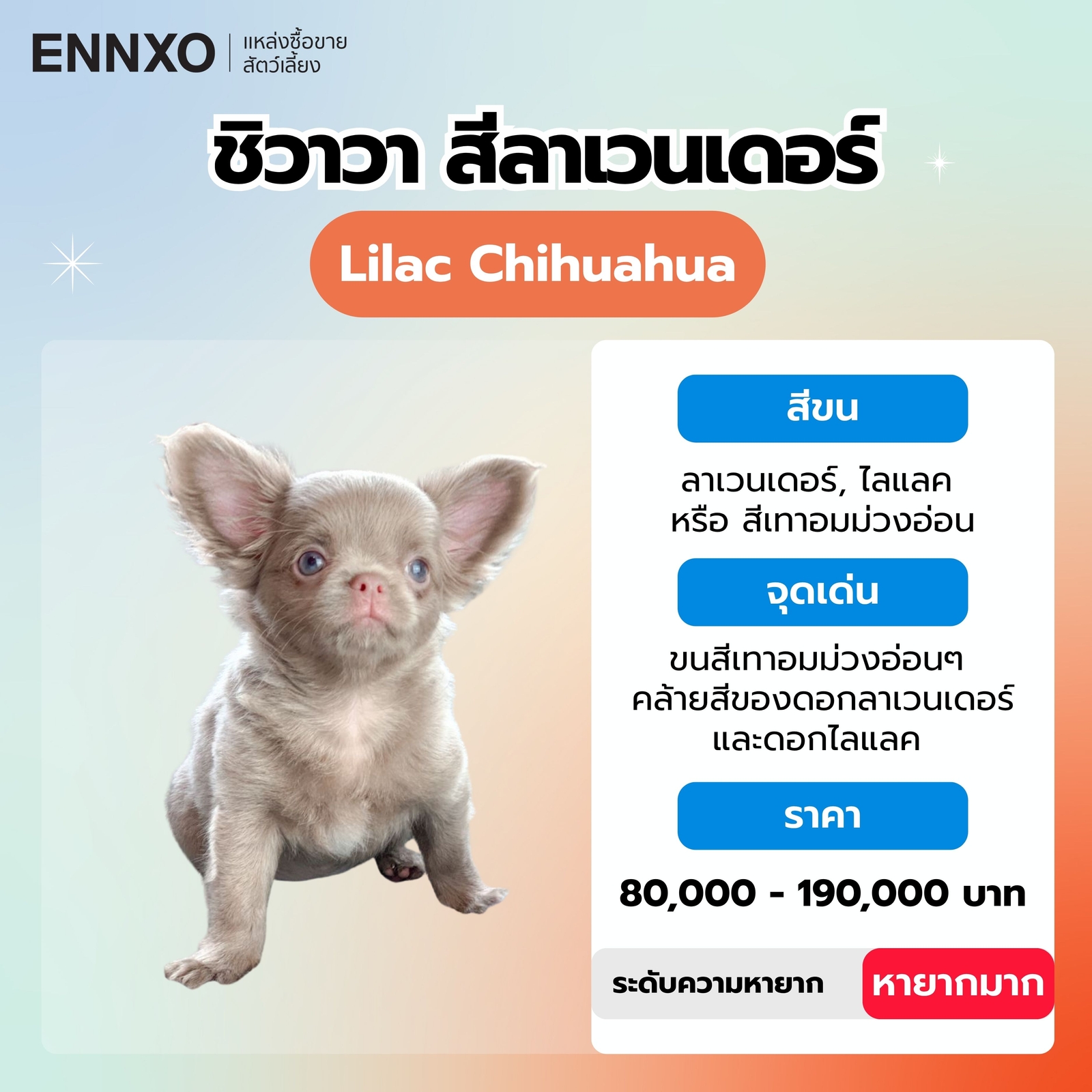 สุนัขชิวาวา สีลาเวนเดอร์