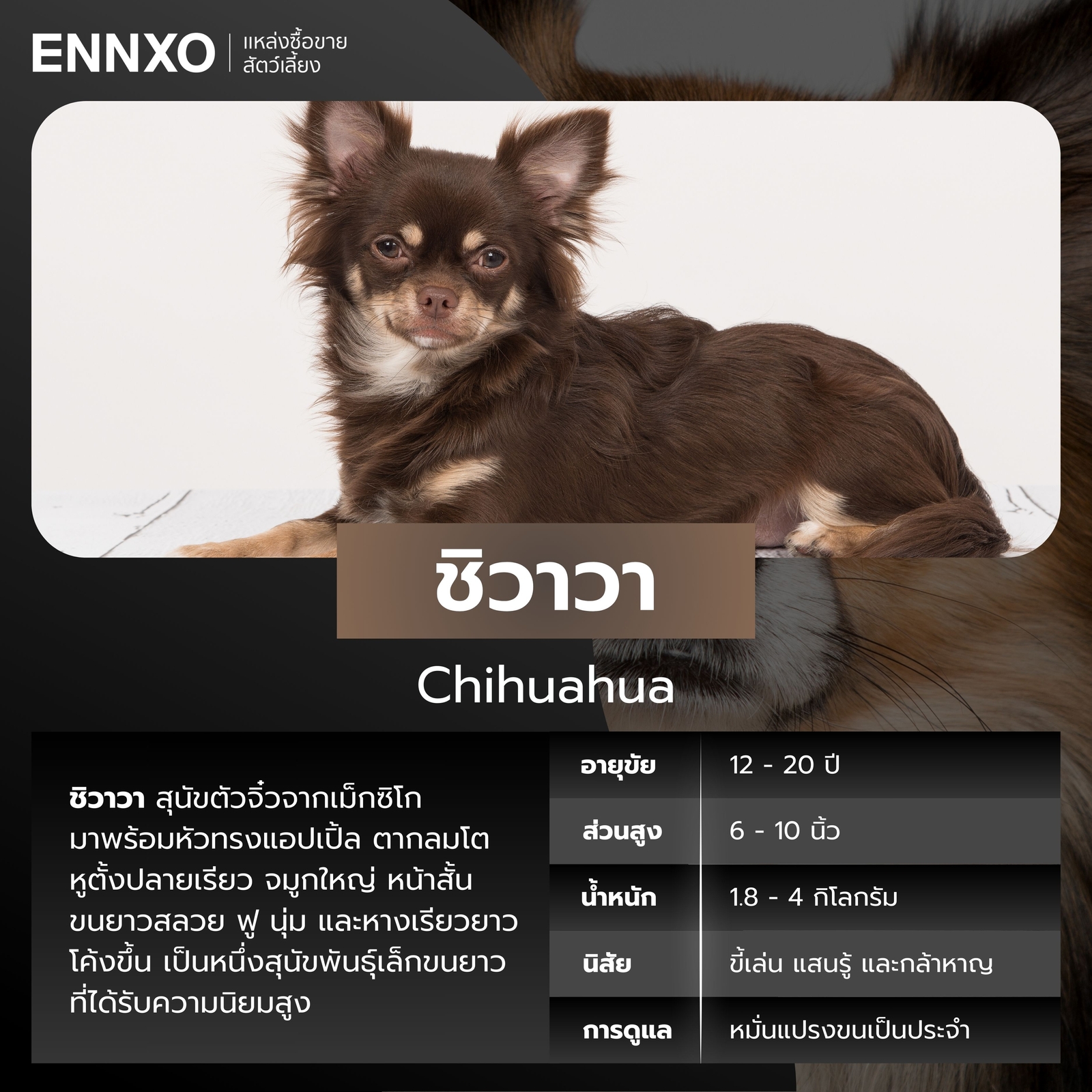 สุนัขชิวาวาขนยาว