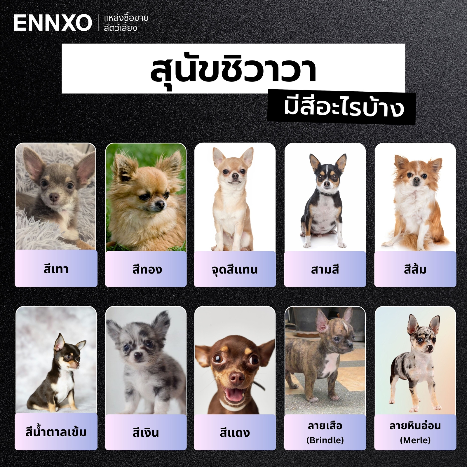 สุนัขชิวาวามีสีอะไรบ้าง