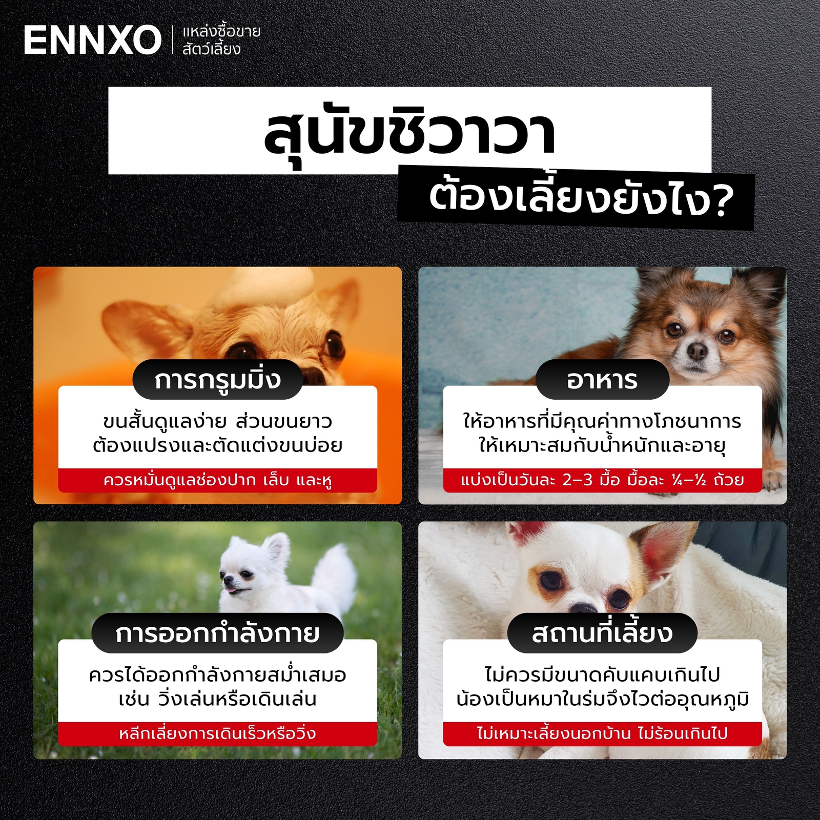 วิธีเลี้ยงสุนัขชิวาวา