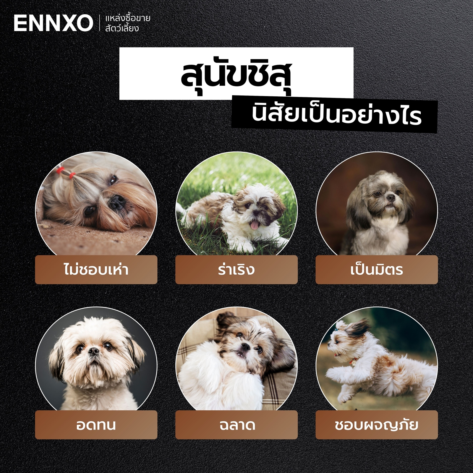 ชิสุ นิสัยอย่างไร