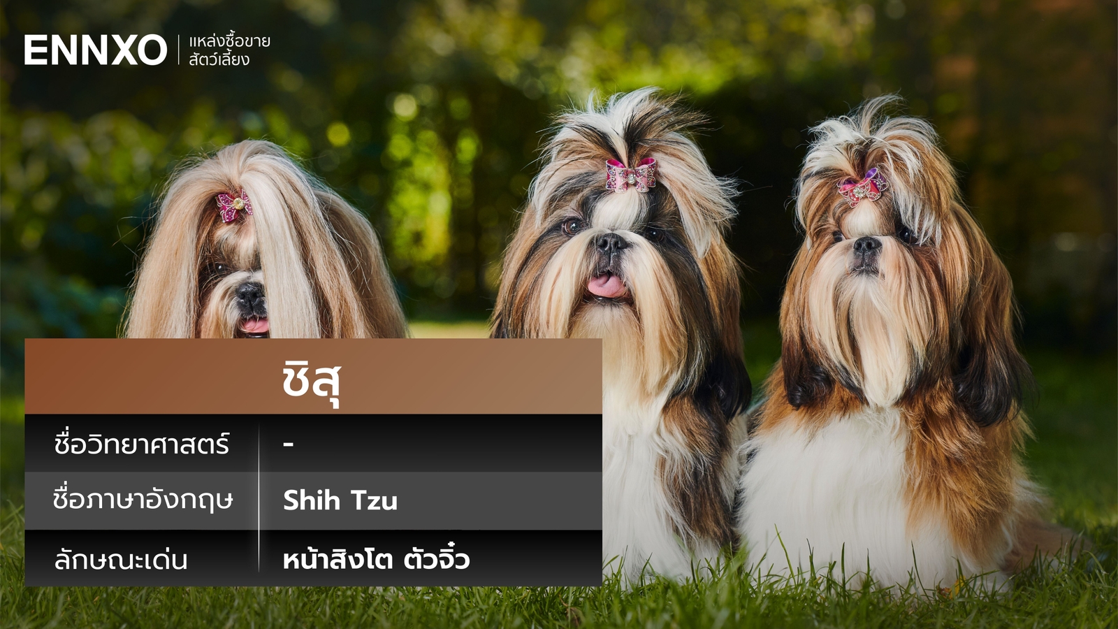 ชิสุ ภาษาอังกฤษ