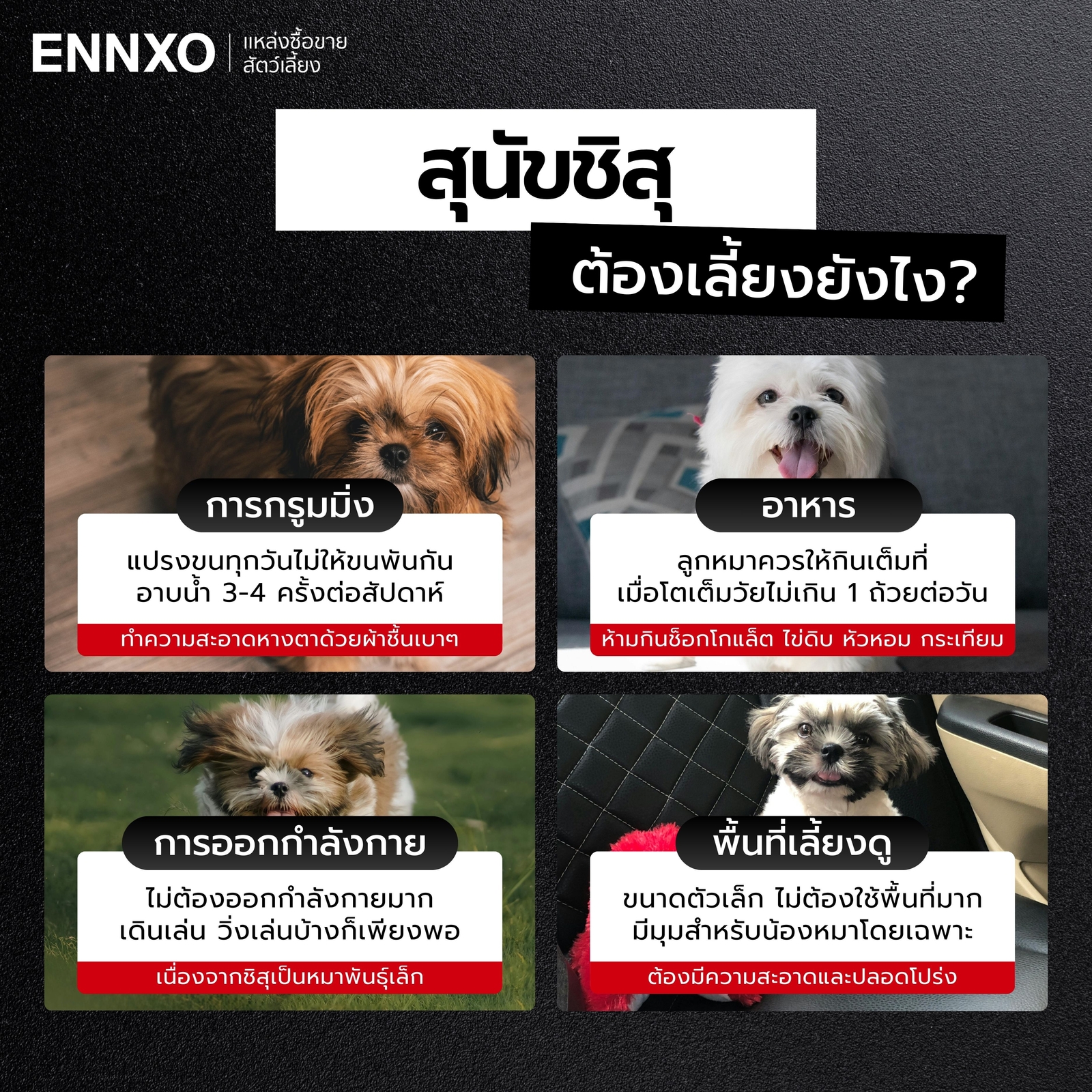 ชิสุ วิธีเลี้ยงยากไหม