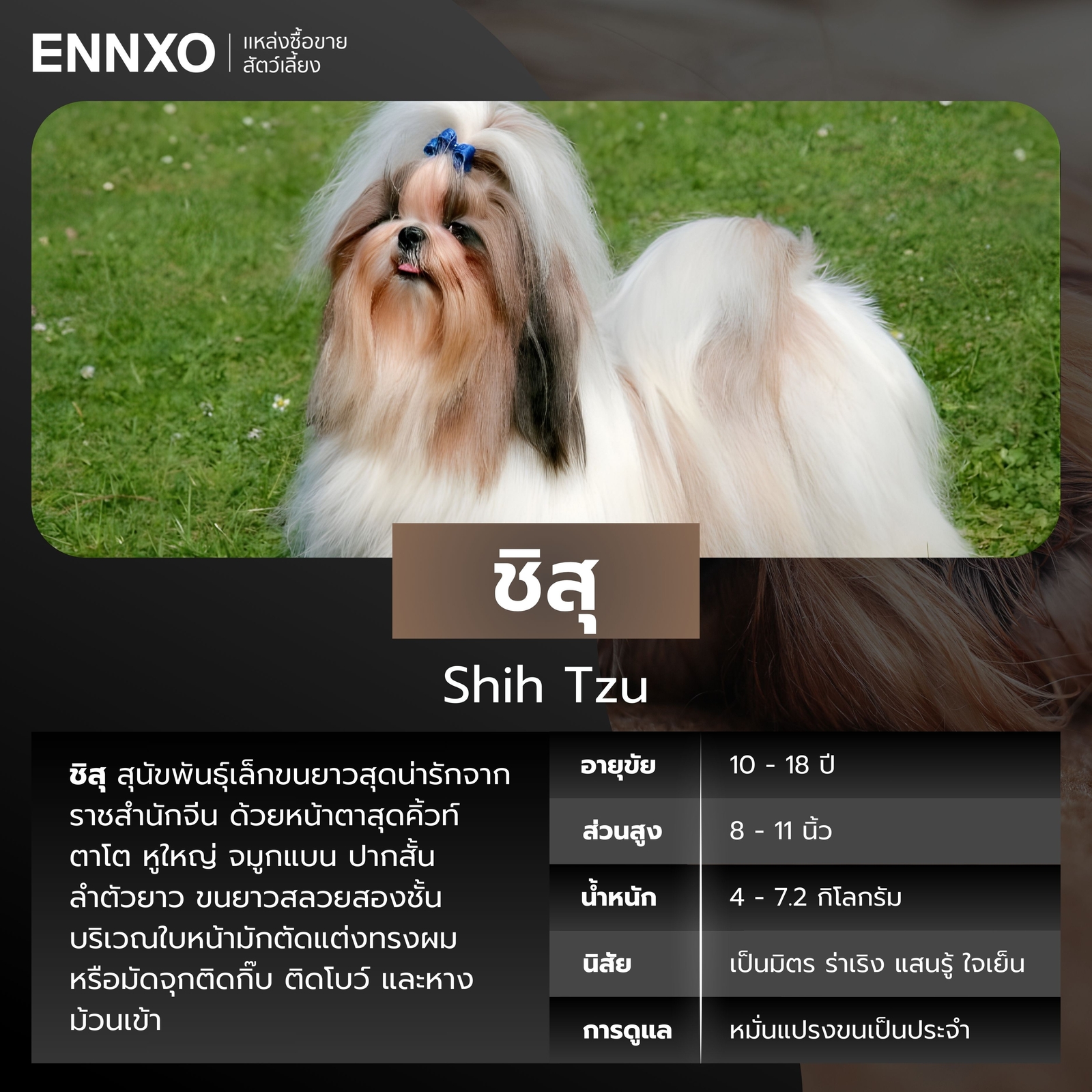 สุนัขชิสุ สุนัขพันธุ์เล็กขนยาว