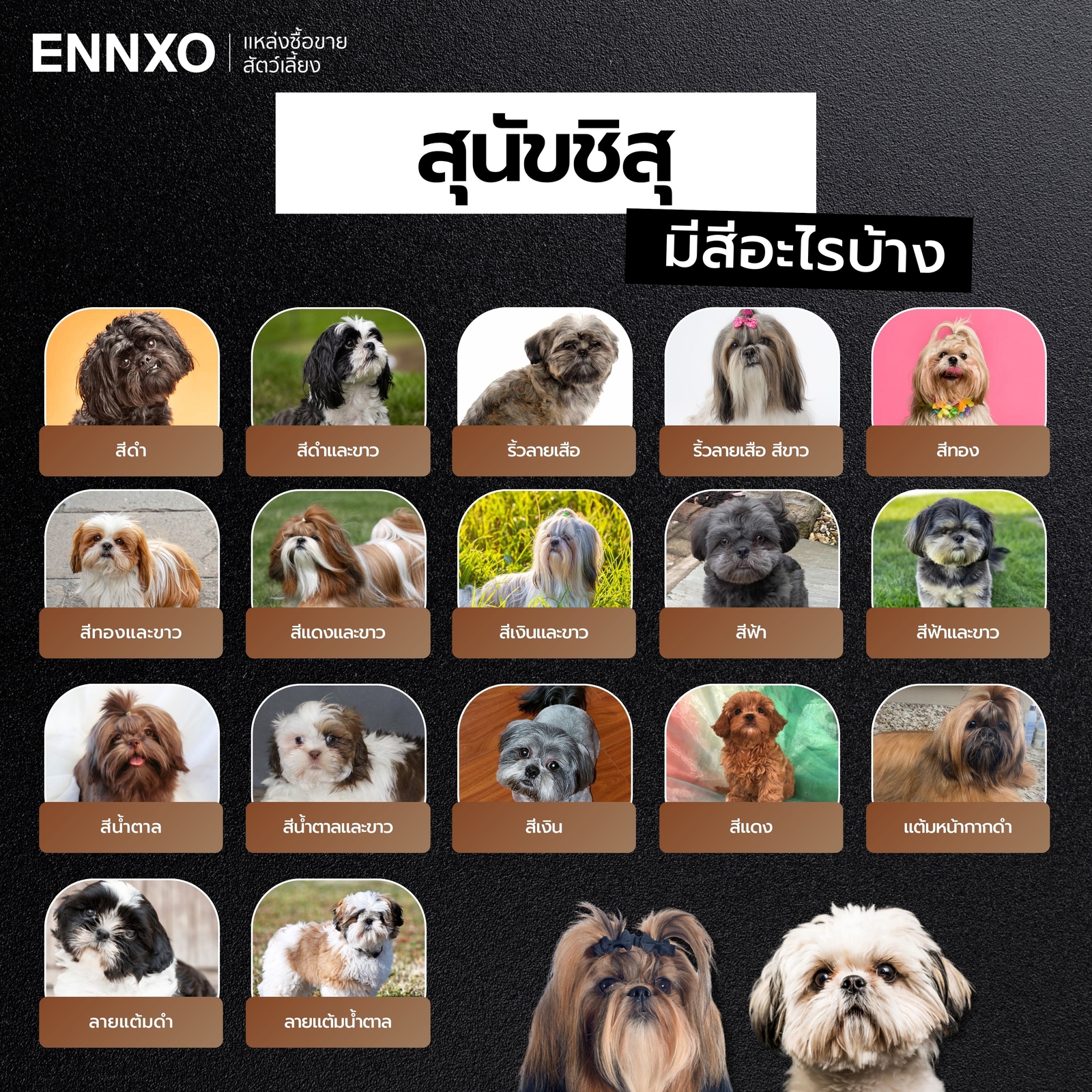 ชิสุมีกี่สี