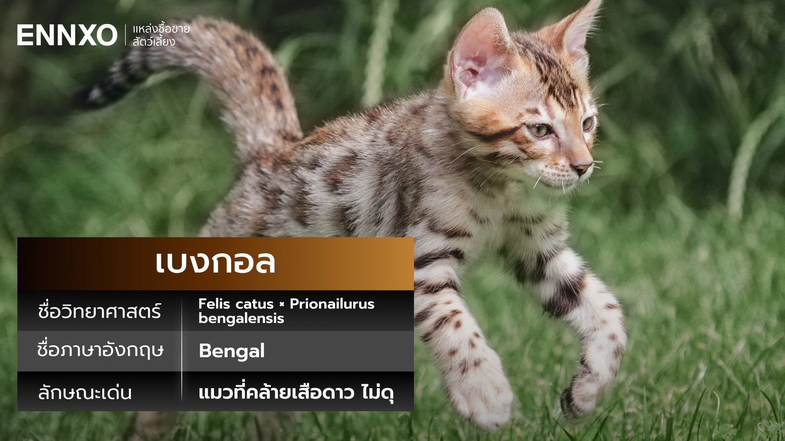 แมวเบงกอล ชื่ออังกฤษกับวิทยาศาสตร์