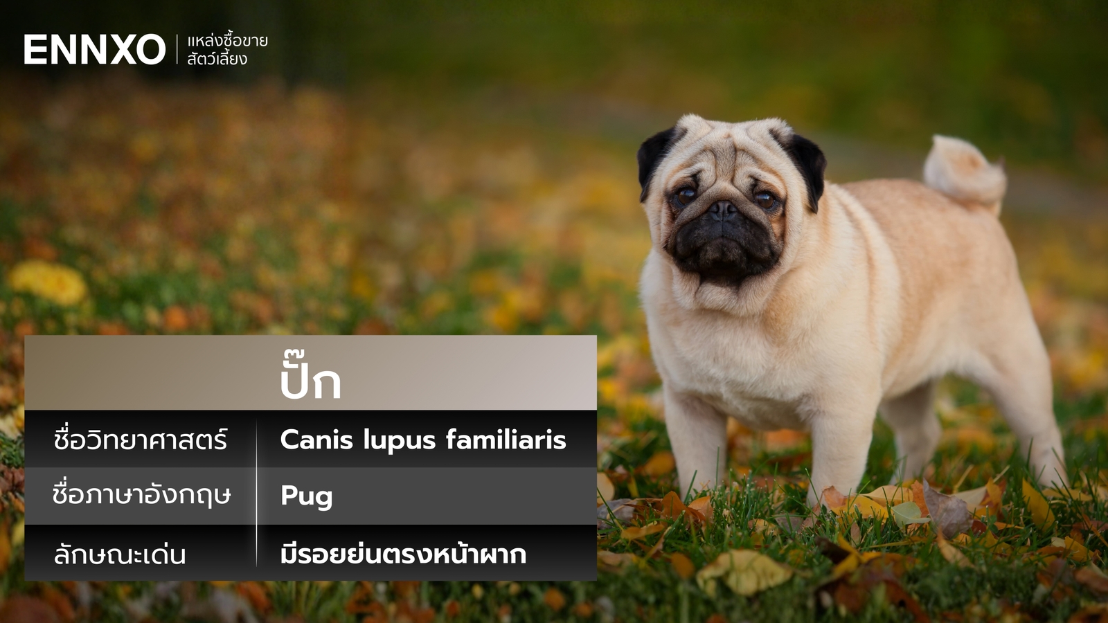 สุนัขปั๊ก ชื่ออังกฤษกับชื่อวิทยาศาสตร์