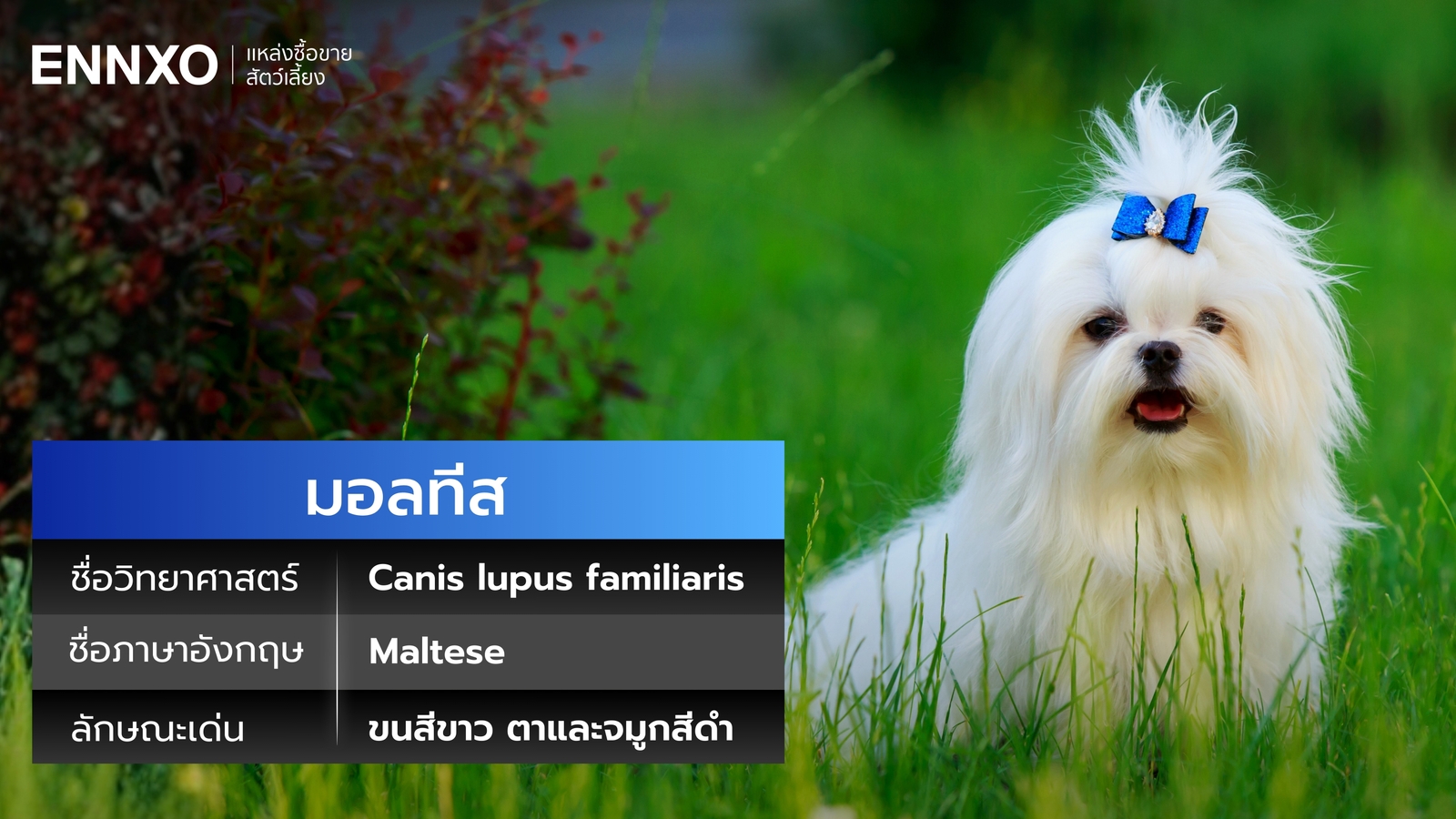 สุนัขมอลทีส ชื่ออังกฤษและวิทยาศาสตร์
