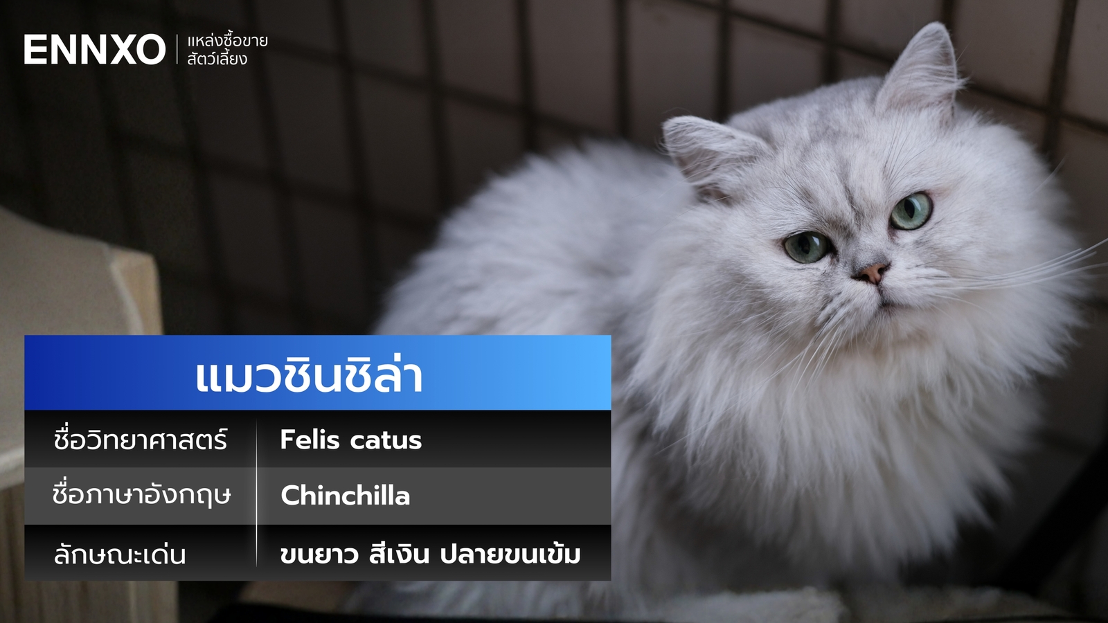 แมวชินชิล่า ชื่ออังกฤษกับวิทยาศาสตร์