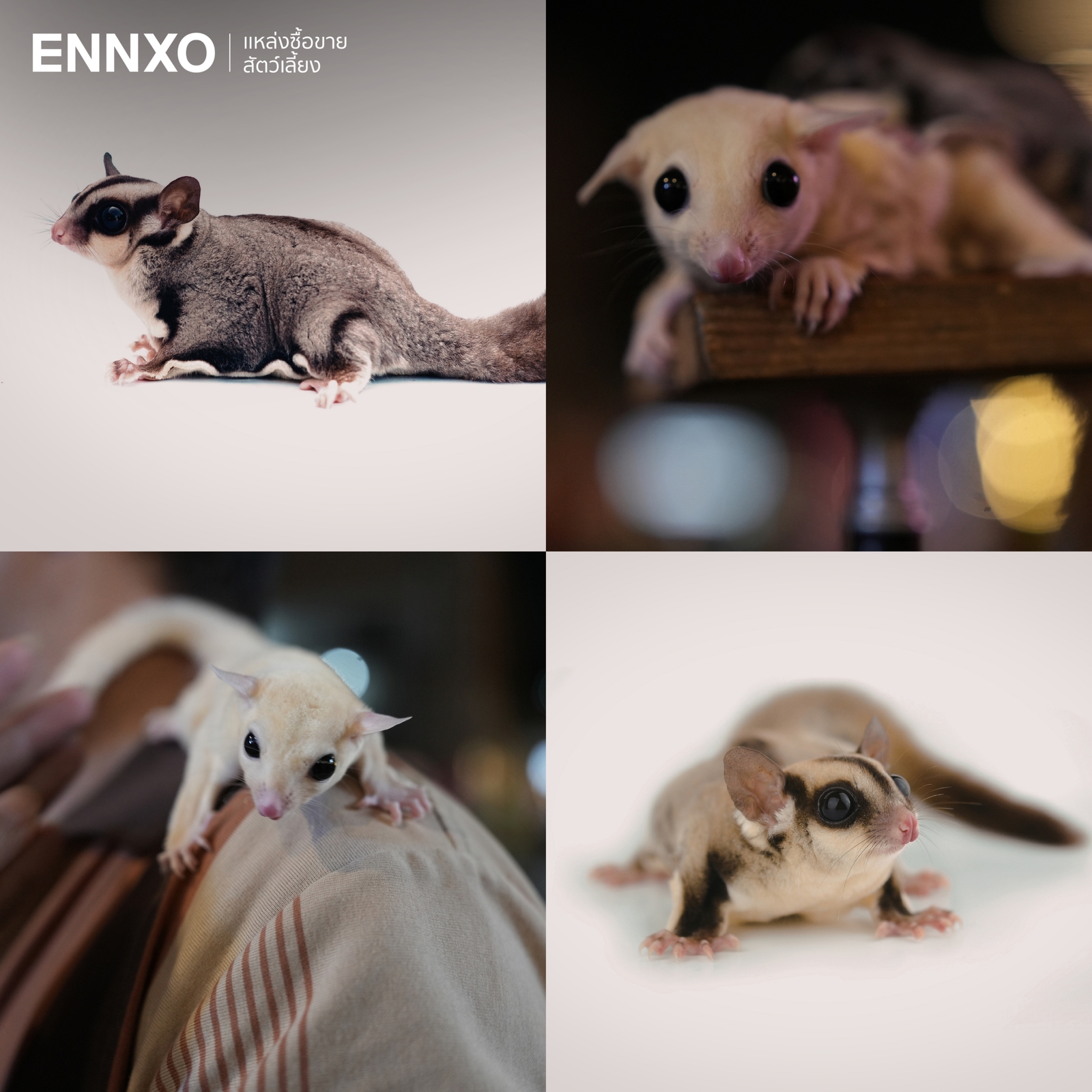 รูปชูการ์ไกลเดอร์