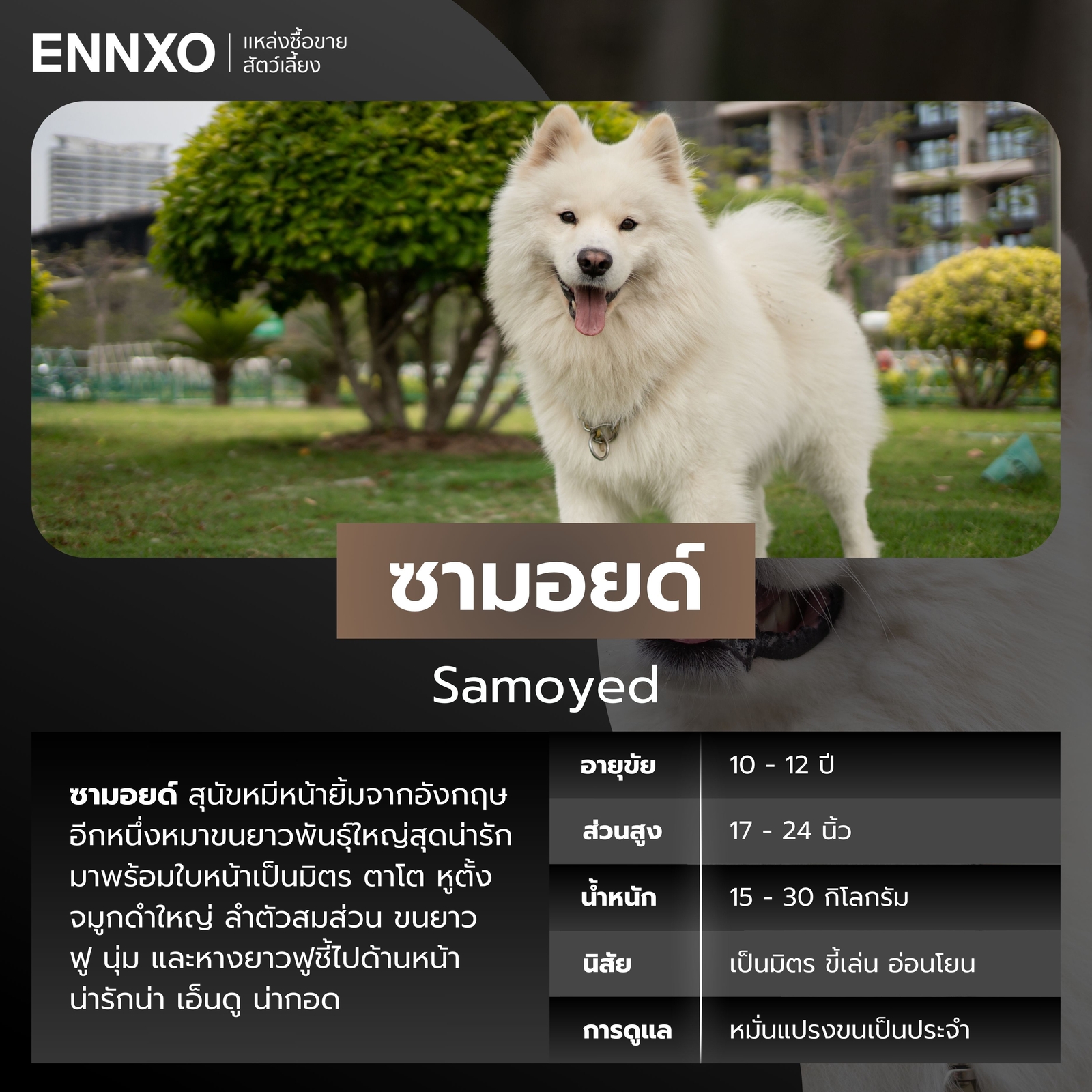 สุนัขซามอยด์ หมาขนยาวสีขาว