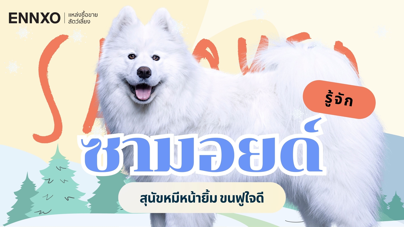 ประวัติสุนัขพันธุ์ซามอยด์ (Samoyed) เลี้ยงยากไหม ทำไมซามอยด์ถึงแพง?