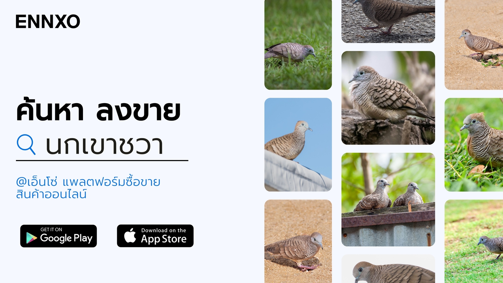 ซื้อ ขาย นกเขาชวาราคาถูก