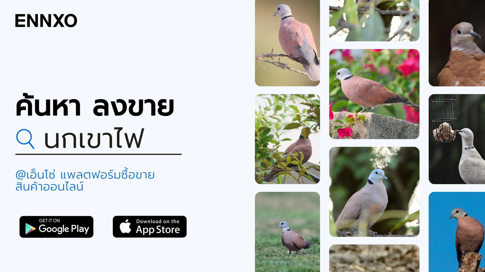 หาซื้อ หรือลงขาย นกเขาไฟตัวผู้ ตัวเมีย ลูกป้อนนกเขาไฟ ราคาถูกได้ที่ ENNXO