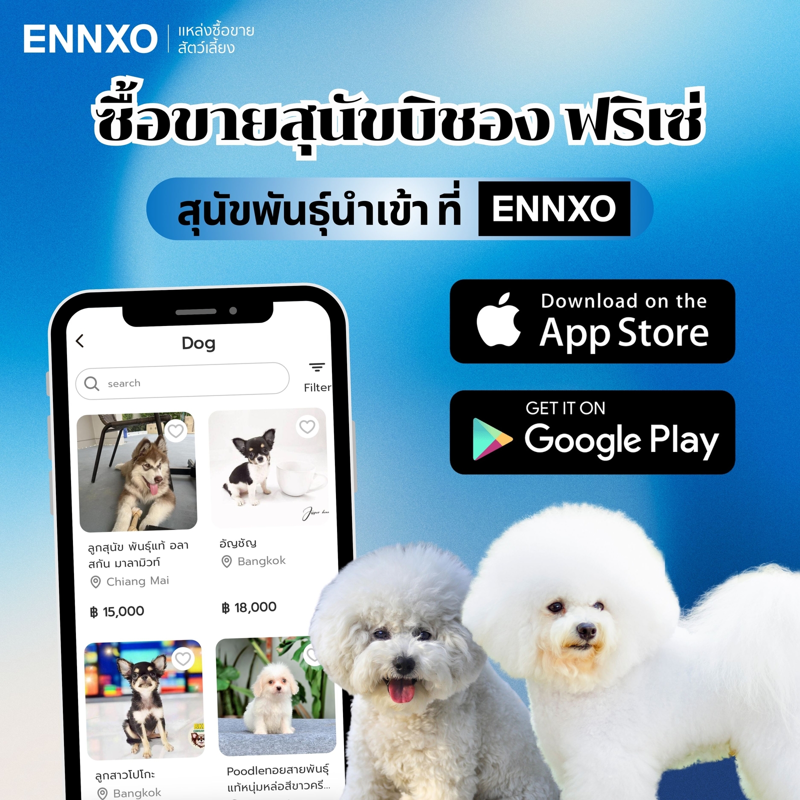 ซื้อ-ขาย-บิชอง-ฟริเซ่-ฟาร์ม
