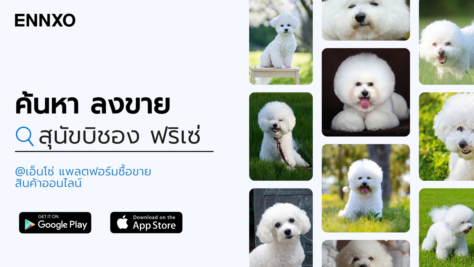 ซื้อ-ขาย-บิชอง-ฟริเซ่-มินิ-เกาหลี-ราคาถูก