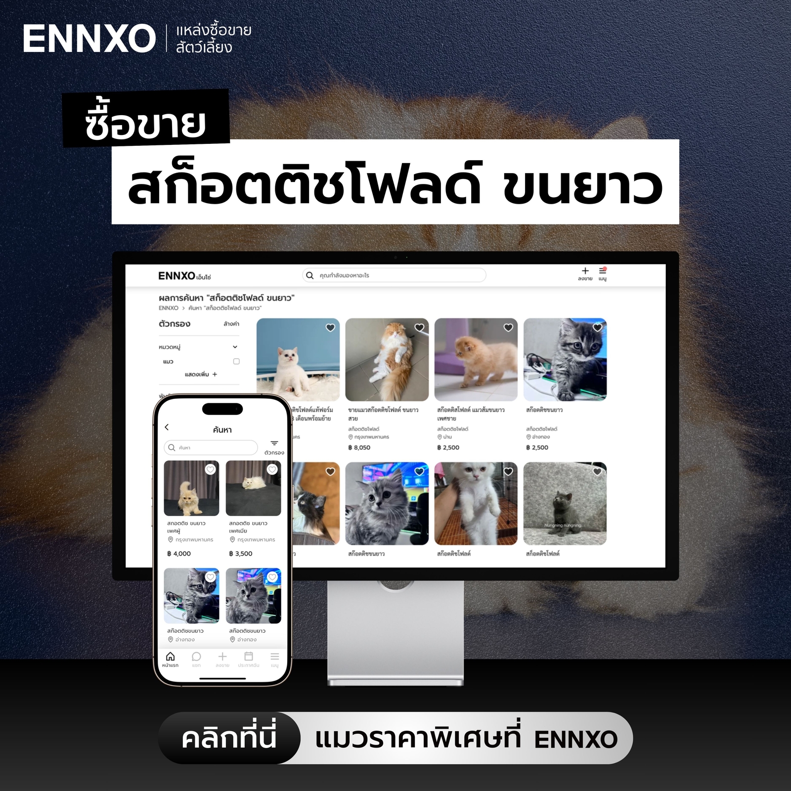 ซื้อ ขาย สก็อตติชโฟลด์ ขนยาว ราคาถูกที่ ENNXO