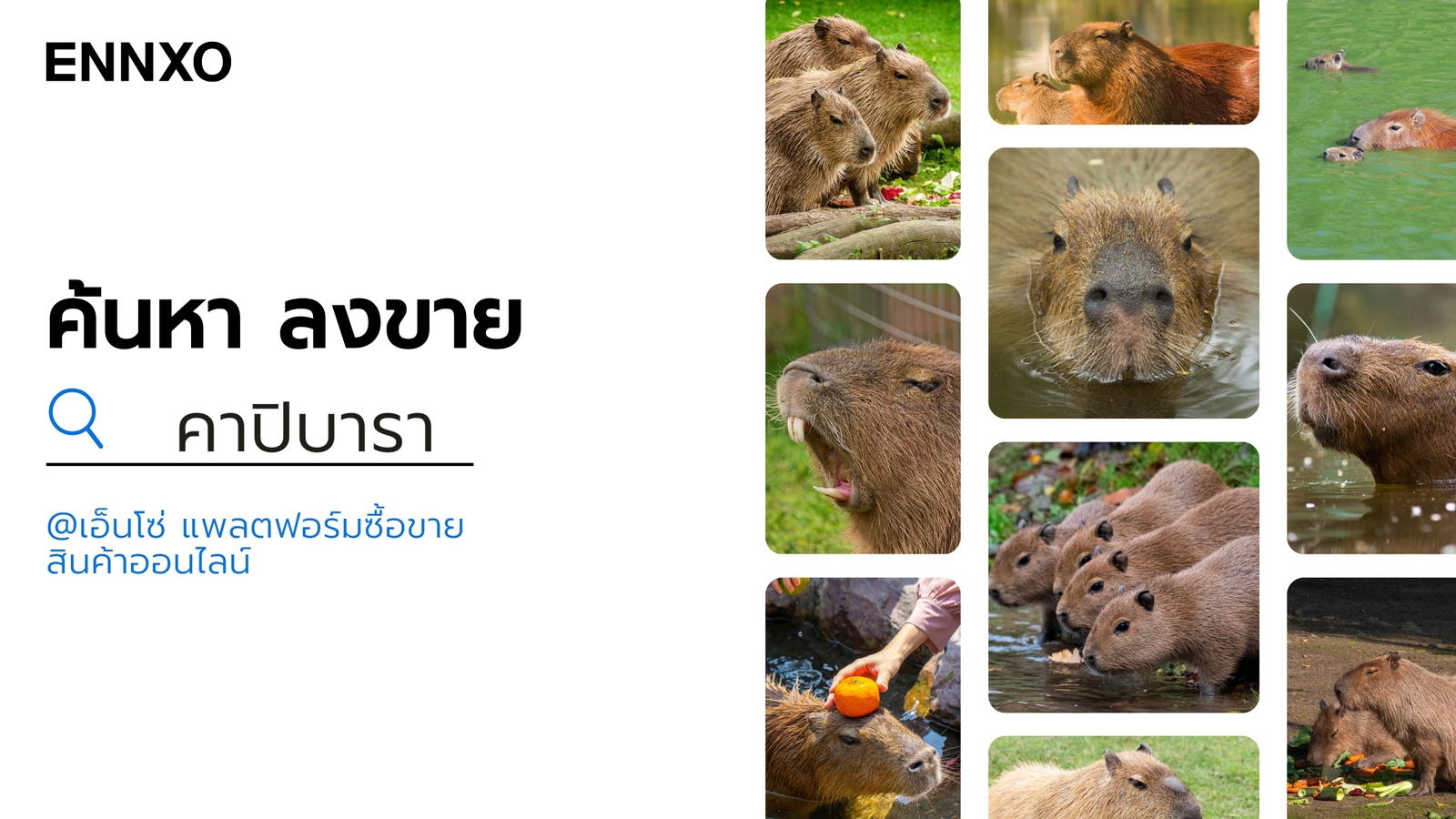 ซื้อ ขาย หนู คาปิบาร่า ราคาถูกที่ ENNXO ตลาดออนไลน์