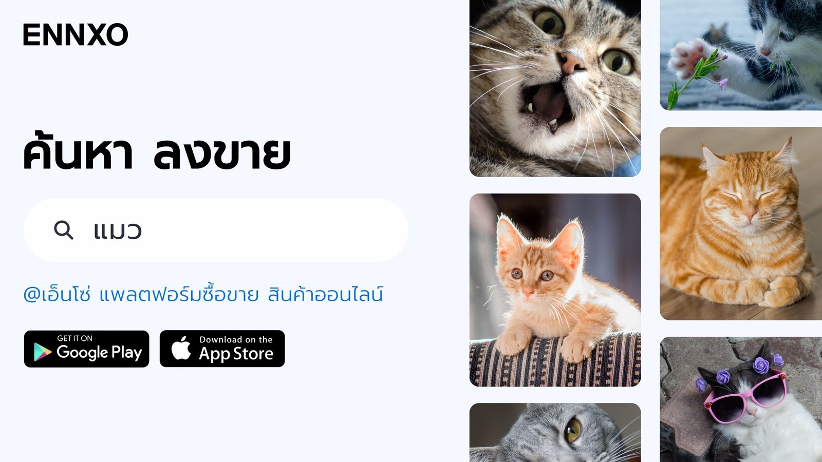 ซื้อ ขาย แมว ออนไลน์ แมวขายดีที่ ENNXO