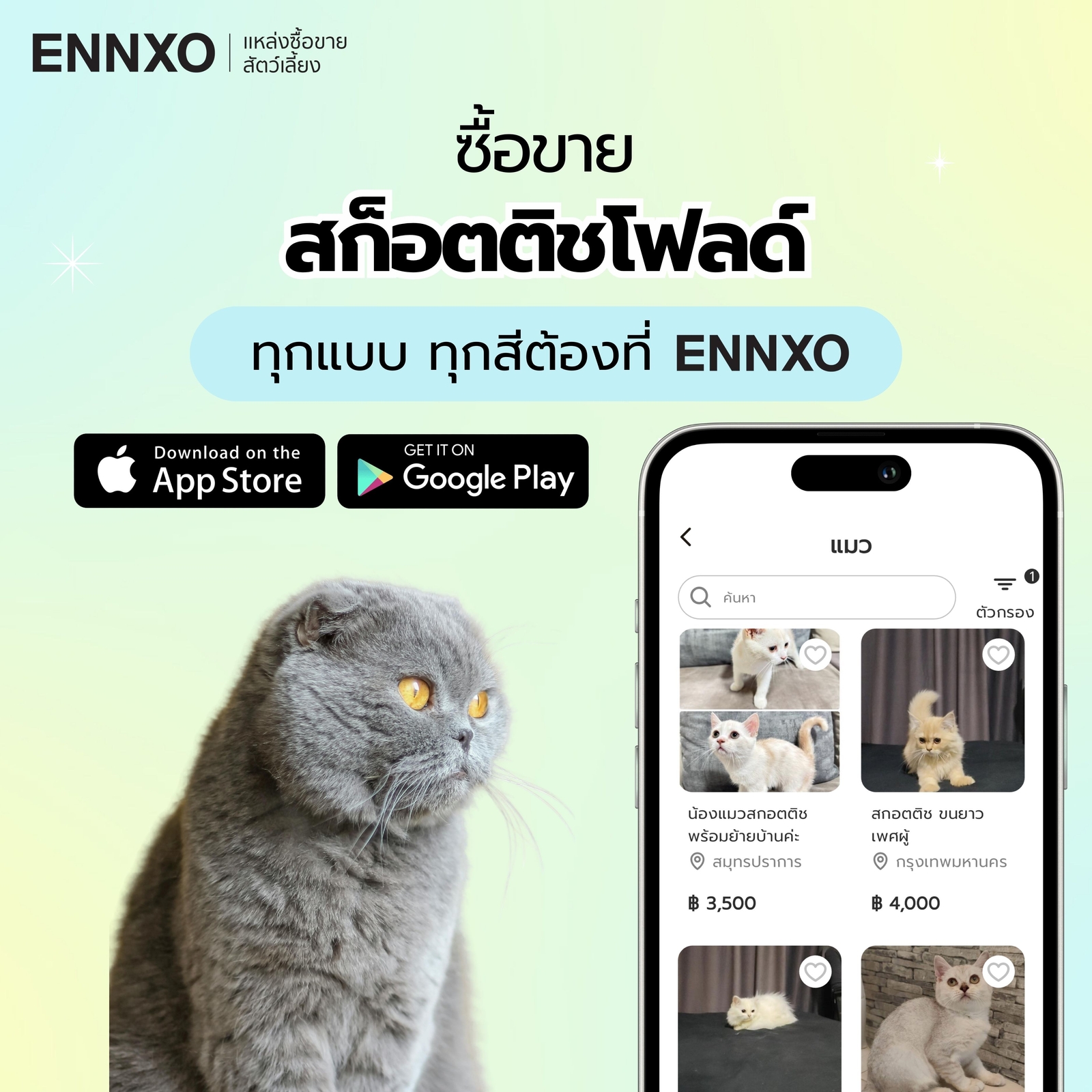 ซื้อ ขาย แมวสก็อตติชโฟลด์ หูตั้ง หูพับ ต้องที่ ENNXO