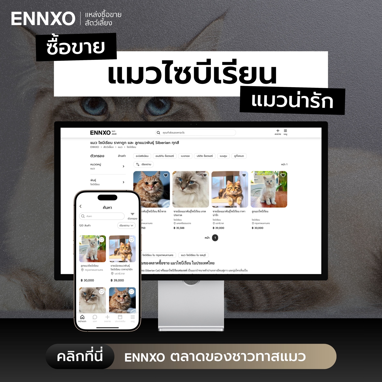 ซื้อ ขาย แมวไซบีเรียน เช็คราคาที่ ENNXO