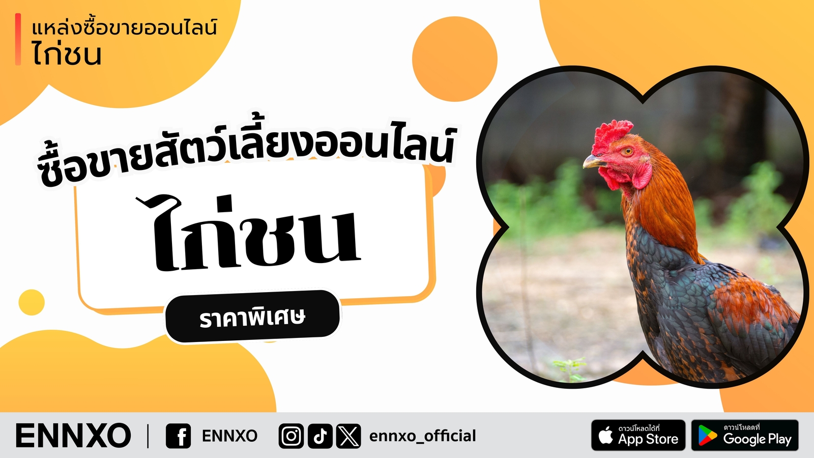 ENNXO ตลาดไก่ชนออนไลน์