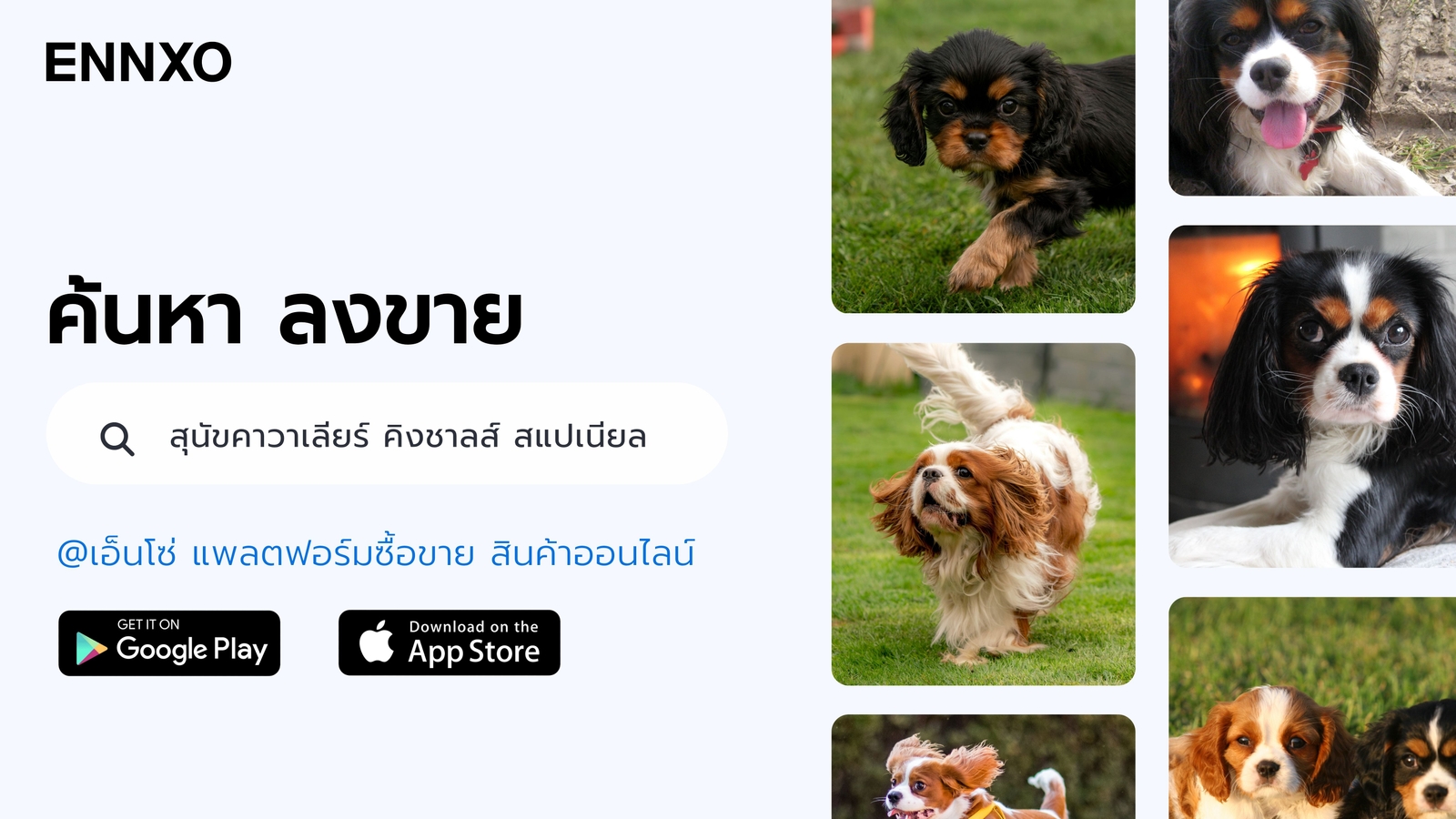 ซื้อ สุนัขคาวาเลียร์ คิงชาลส์ สแปเนียลที่ ENNXO