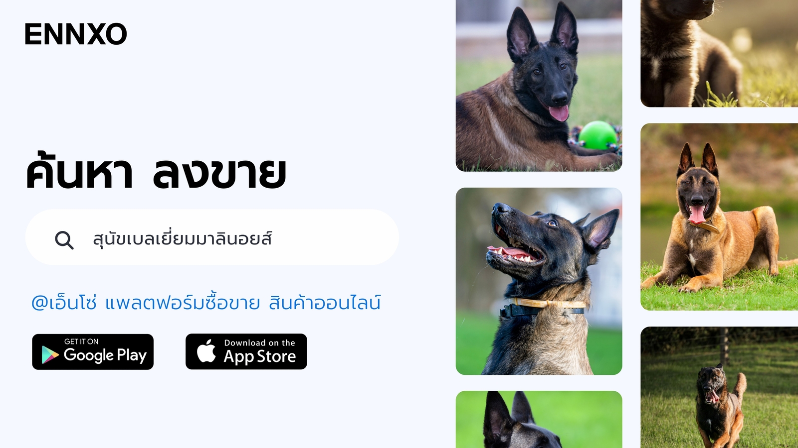 ซื้อ สุนัขเบลเยี่ยมมาลินอยส์ ออนไลน์ ที่ ENNXO
