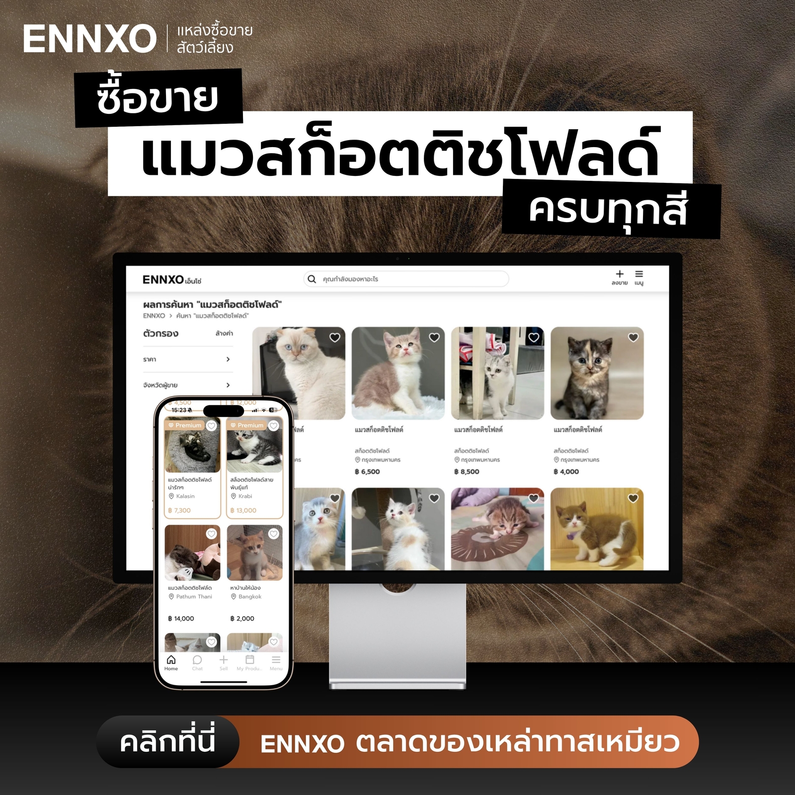 ซื้อ แมวสก็อตติช ราคาถูก ที ENNXO