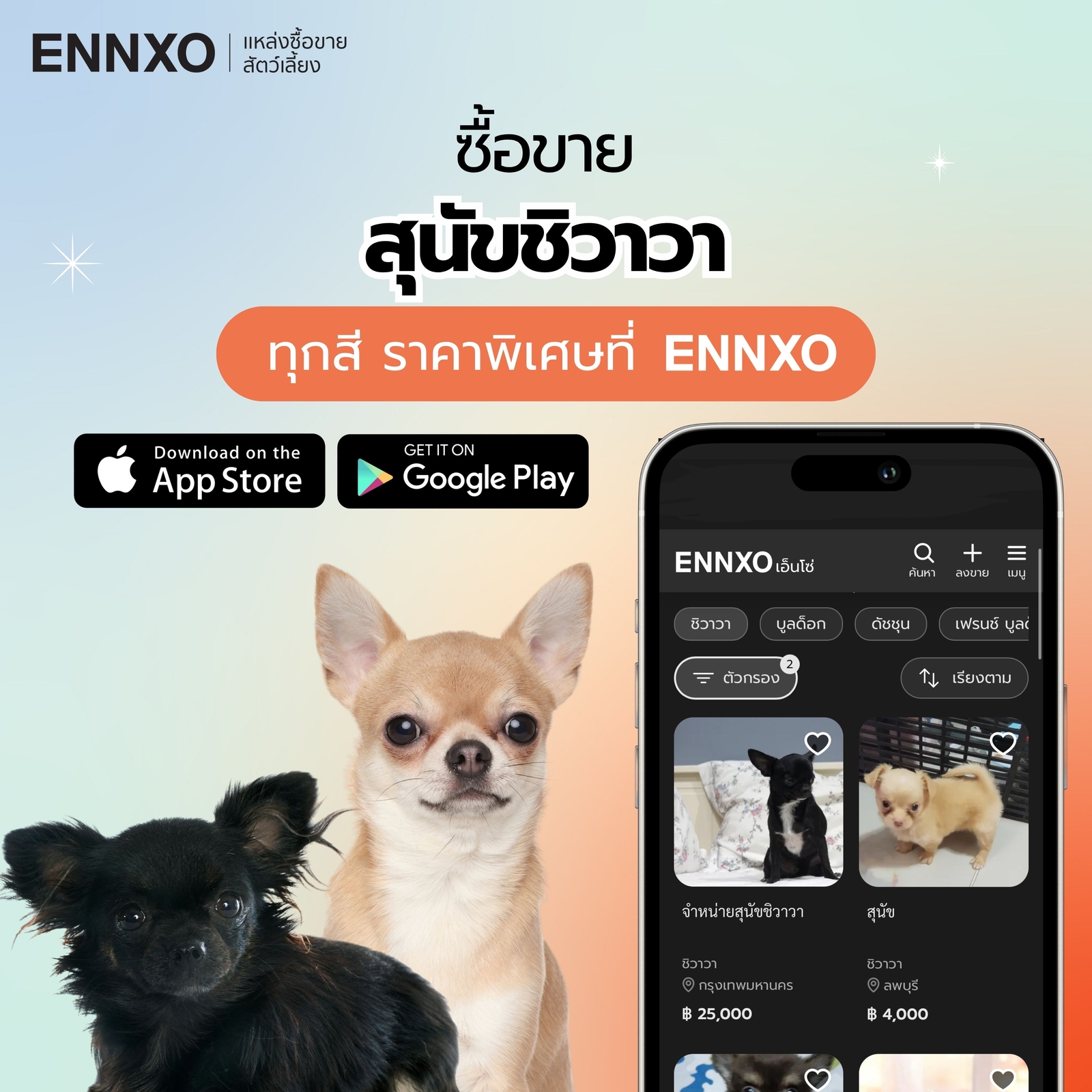 ซื้อขายสุนัขชิวาวา ทุกสี ทุกพันธุ์ที่ ENNXO