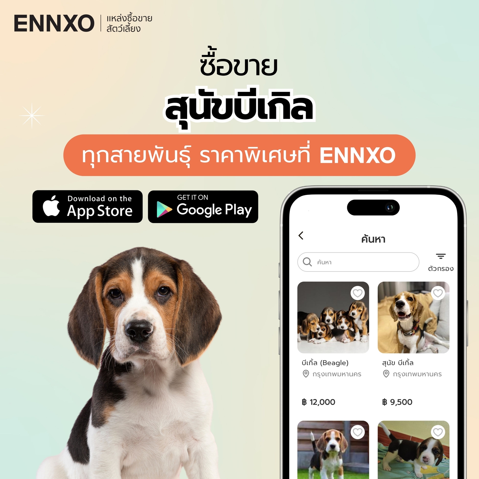 ซื้อขายสุนัขบีเกิ้ล ราคาถูกที่ ENNXO