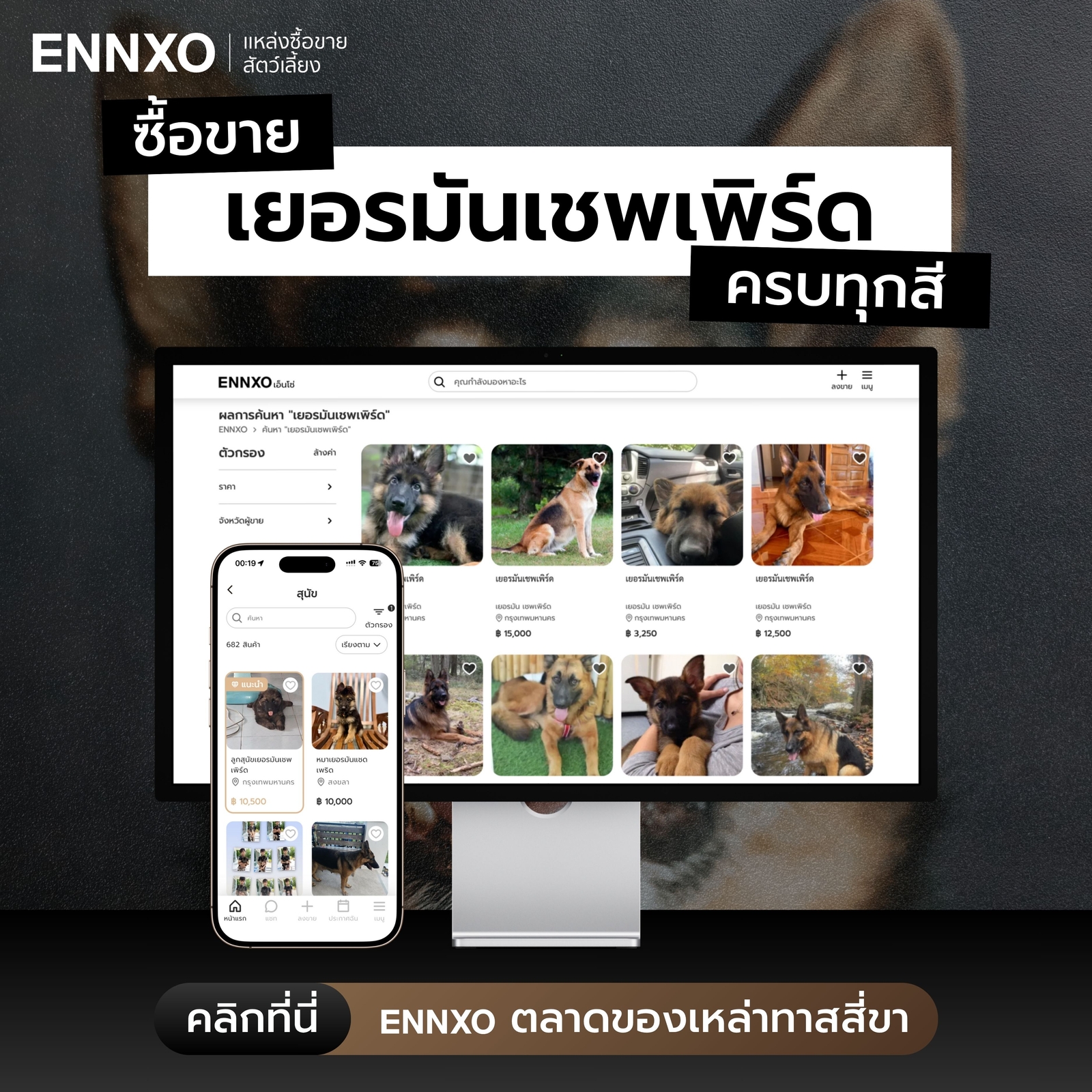 ซื้อขายสุนัขเยอรมันเชพเพิร์ด ลูกหมาเยอรมันเชพเพิร์ด ทุกสี ราคาถูกที่ ENNXO
