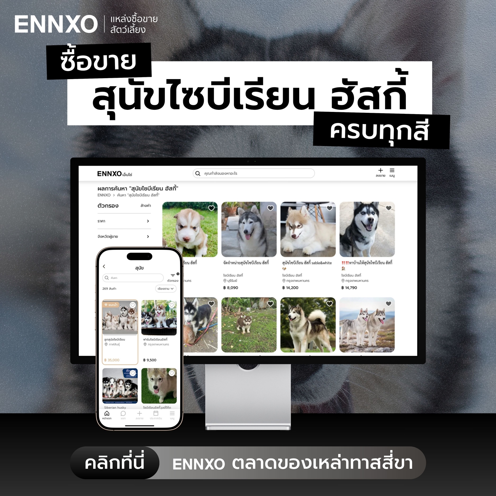 ซื้อขาย สุนัขไซบีเรียน ลูกหมาไซ ราคาพิเศษที่ ENNXO