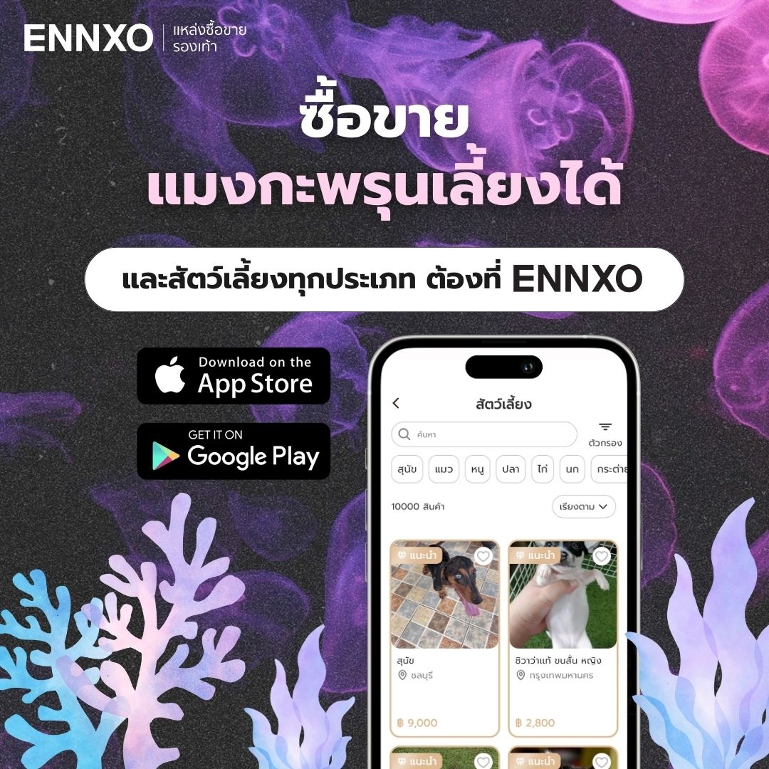 ซื้อขาย แมงกะพรุนเลี้ยงได้ที่ ENNXO ตลาดซื้อขายสัตว์เลี้ยง