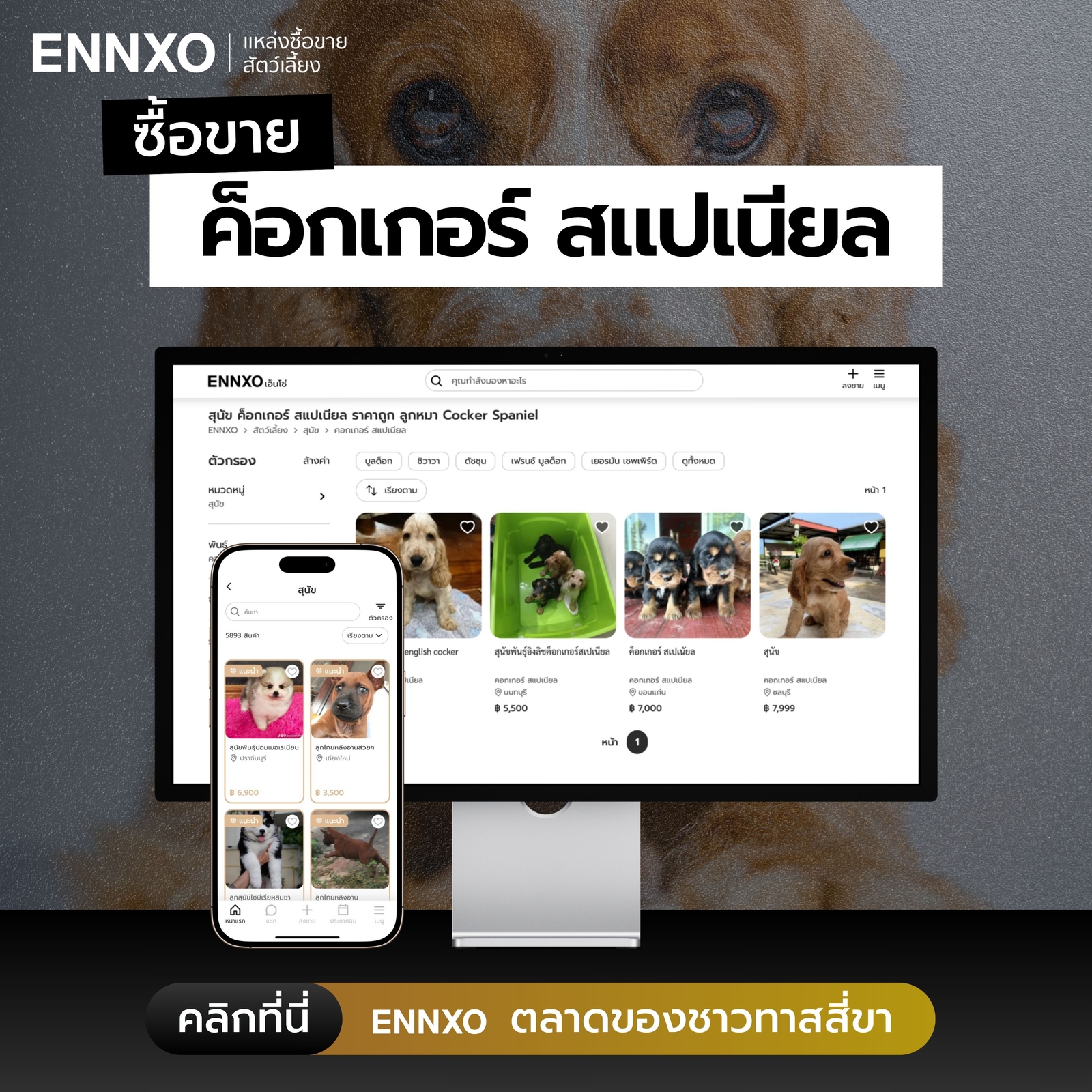 ซื้อขายสุนัขค็อกเกอร์ สแปเนียล ราคาถูกที่ ENNXO