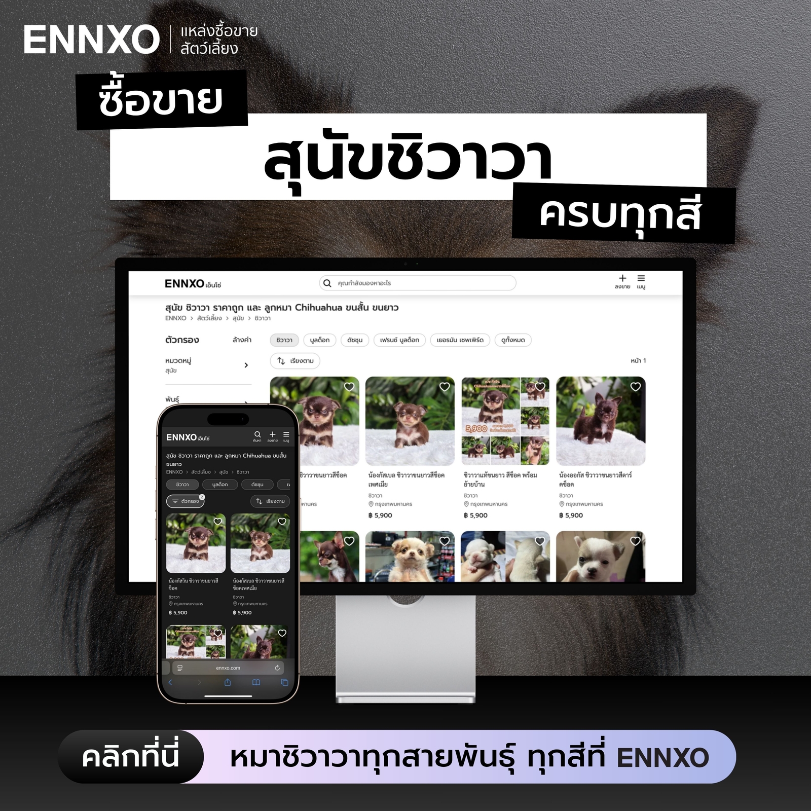 ซื้อขายชิวาวา ทุกสายพันธุ์ที่ ENNXO