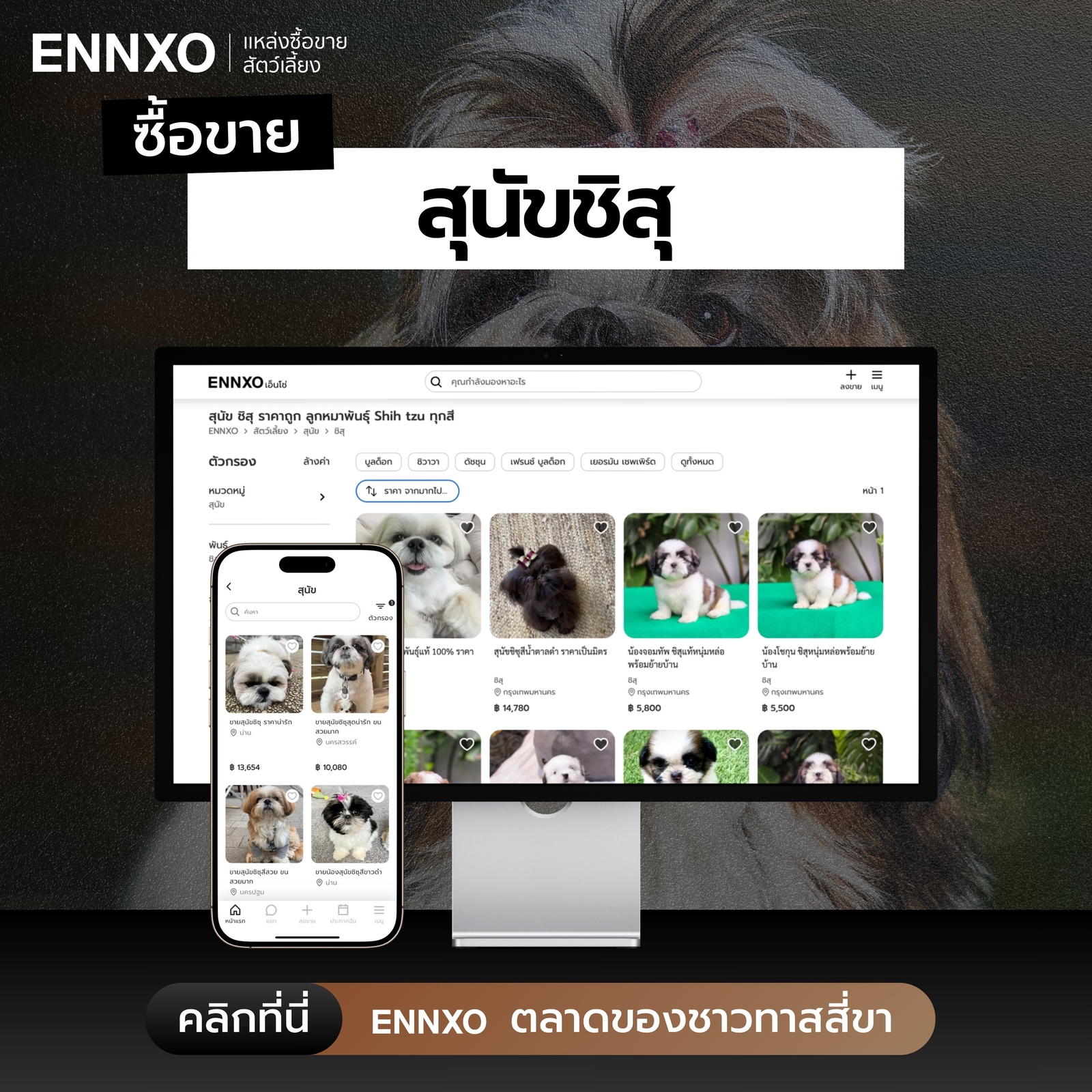 ซื้อขายชิสุ ราคาถูกที่ ENNXO