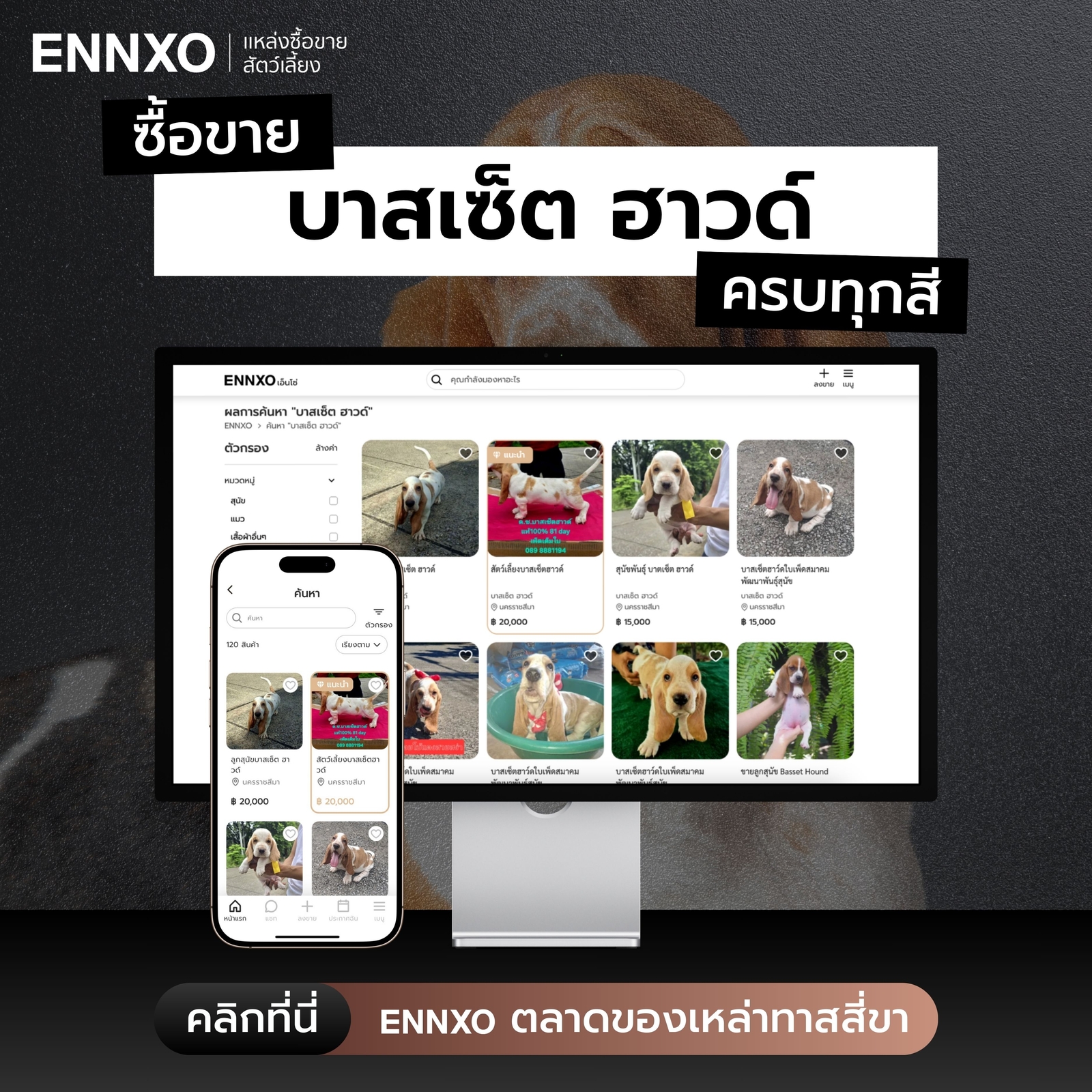 ซื้อขายบาสเซ็ต ฮาวด์ ราคาถูกได้ที่ ENNXO