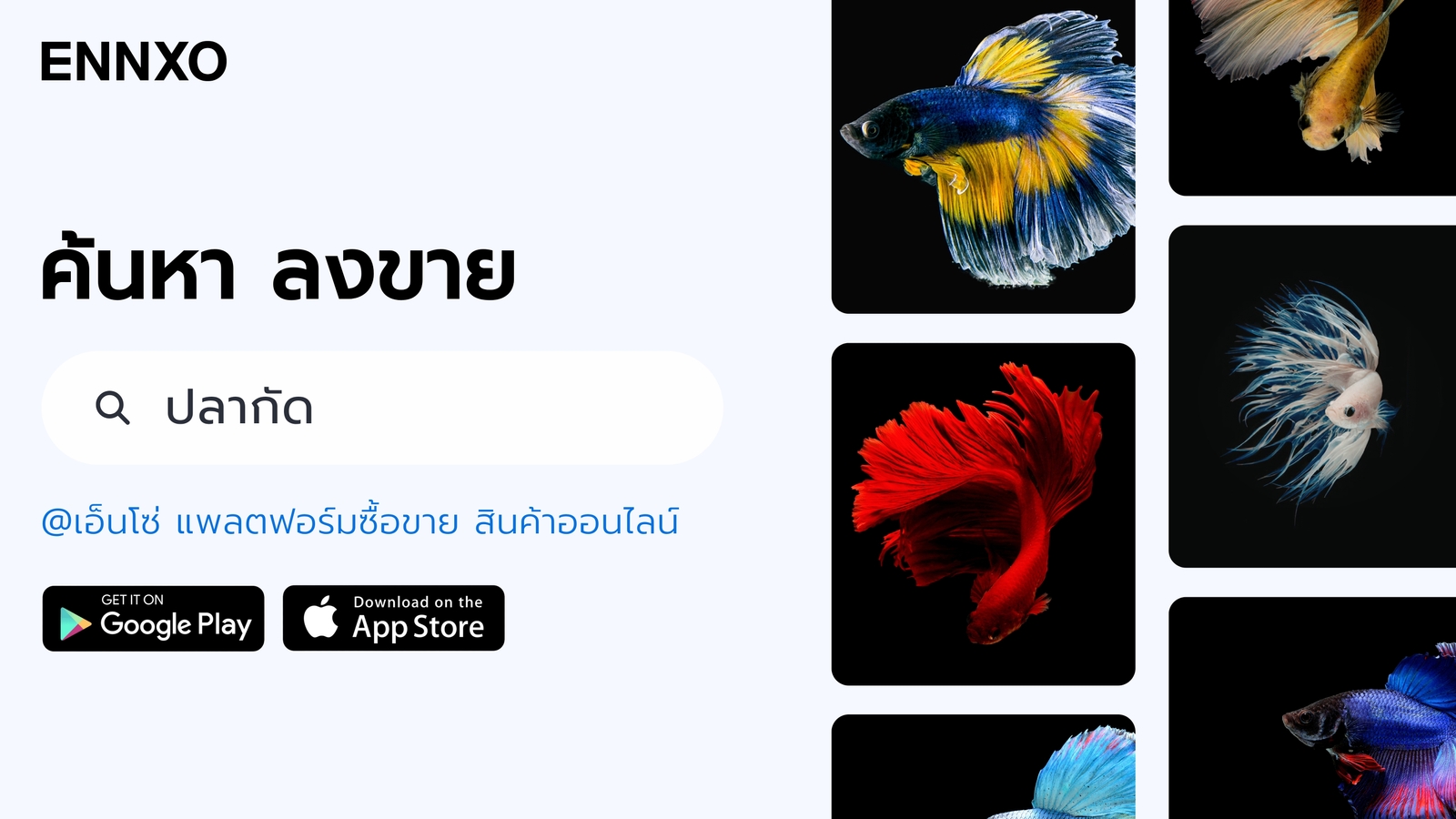 ENNXO ตลาดซื้อขายปลากัด ทุกสายพันธุ์