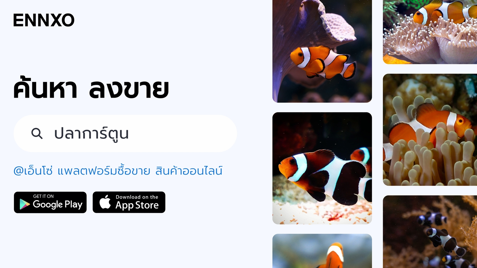ซื้อขายปลานีโม่ ราคาถูก ทุกชนิดที่ ENNXO