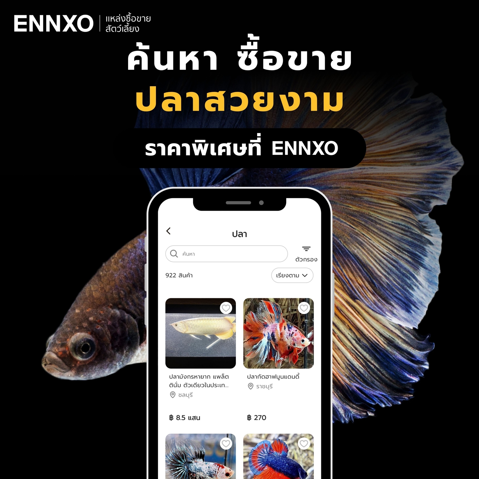 ซื้อขายปลาสวยงาม ทุกชนิด ราคาถูกกับ ENNXO