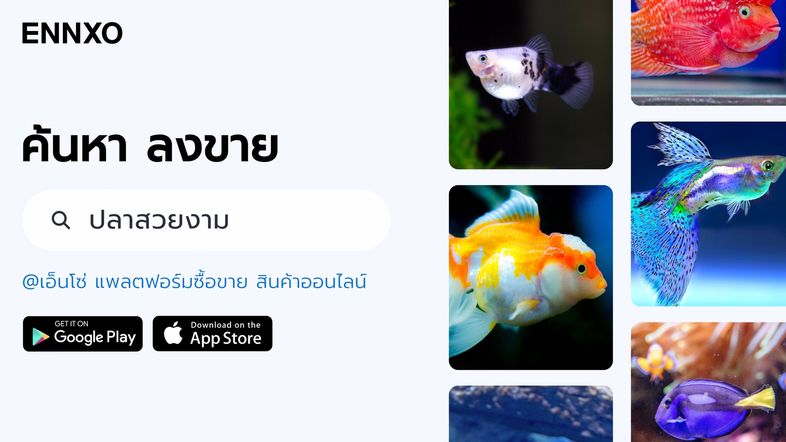 ENNXO ตลาดซื้อขายปลาสวยงามในประเทศไทย