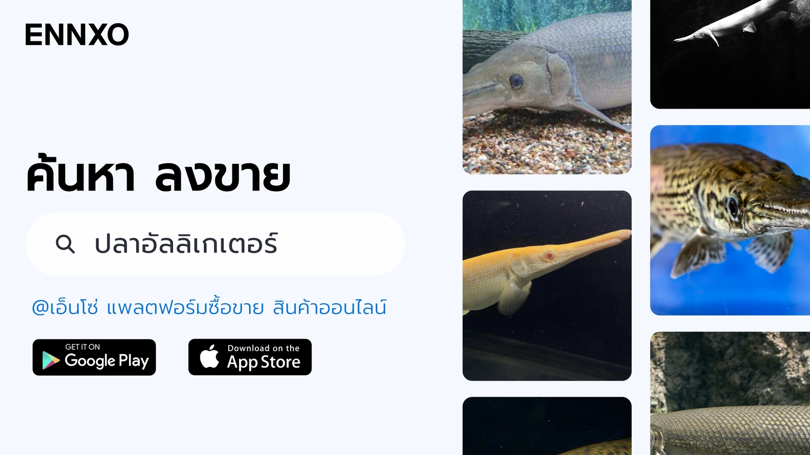 ENNXO ตลาดซื้อขายปลาอัลลิเกเตอร์ ราคาถูก