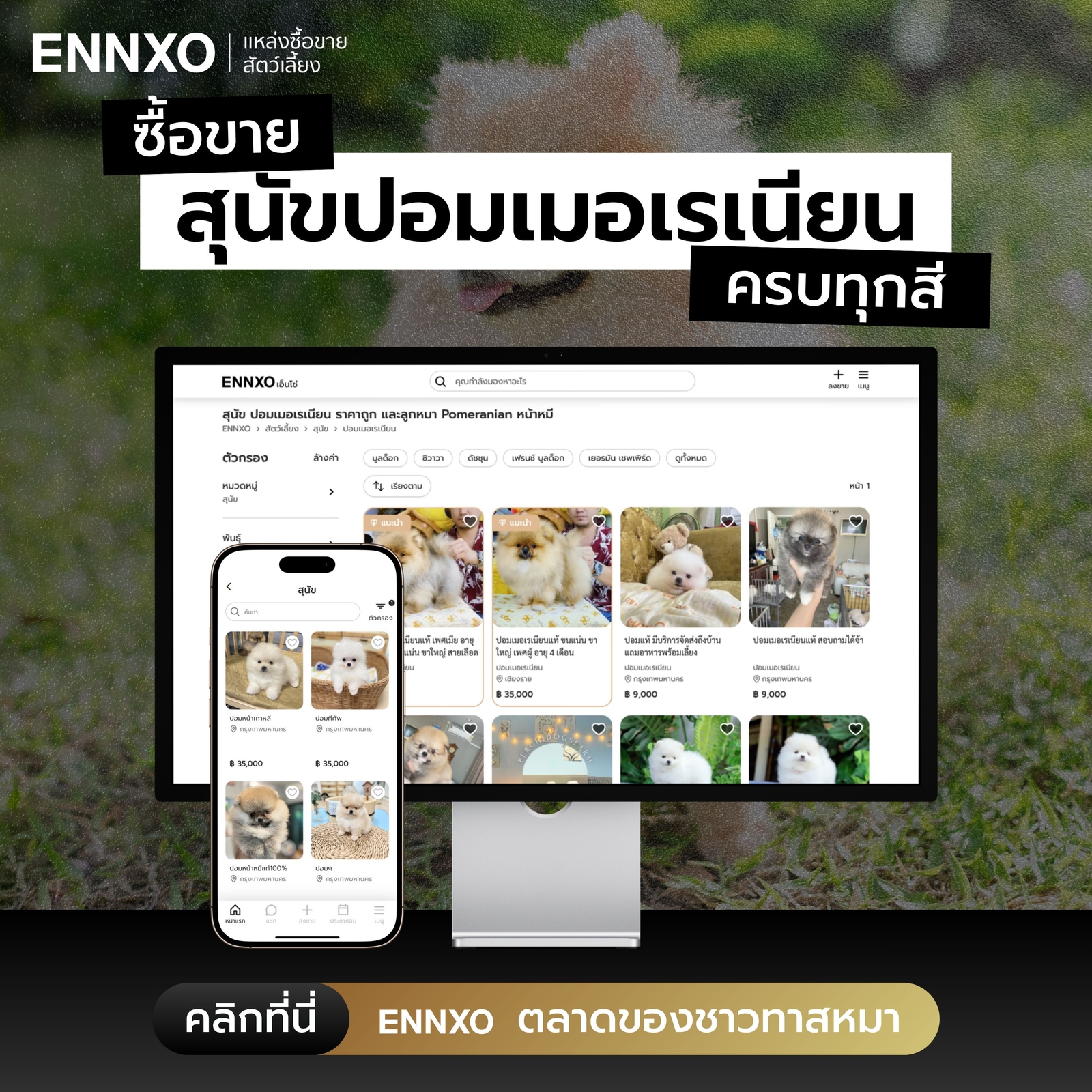 ซื้อขายปอมเมอเรเนียน ทุกแบบ ราคาถูก