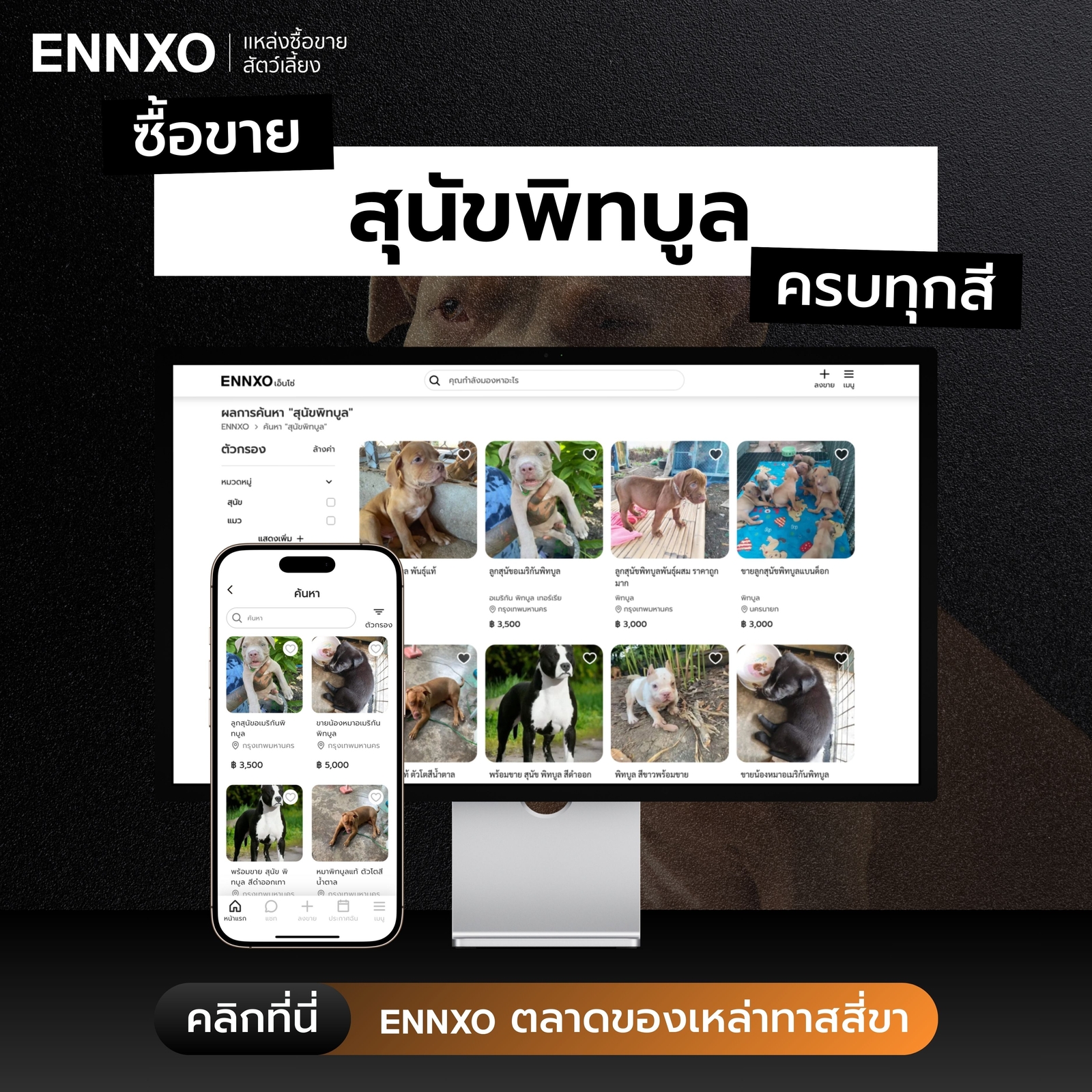 ซื้อขายหมาพิทบูล ราคาถูก ทุกสายพันธุ์ที่ ENNXO