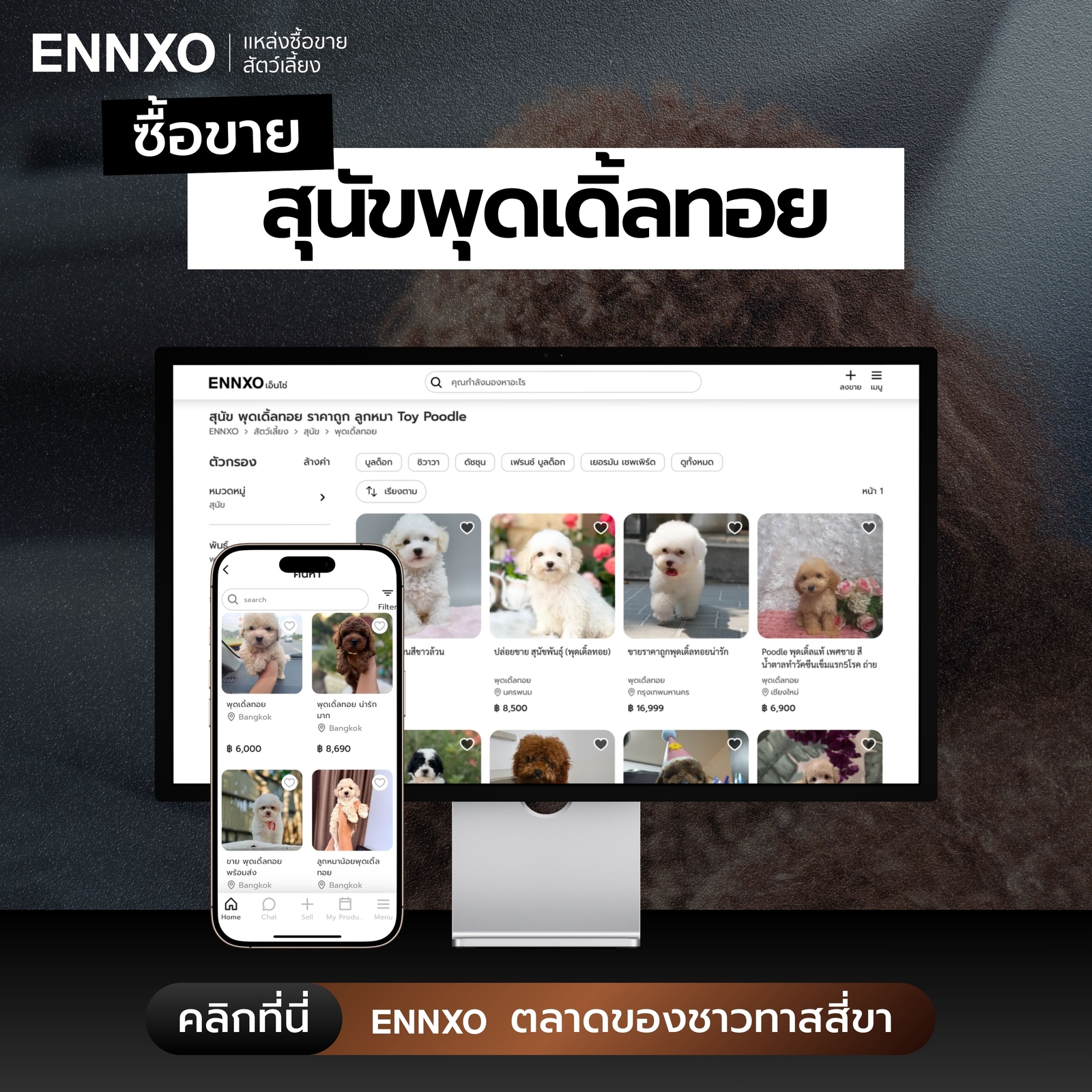 ซื้อขายพุดเดิ้ลทอย ทุกสายพันธุื ราคาถูกที่ ENNXO