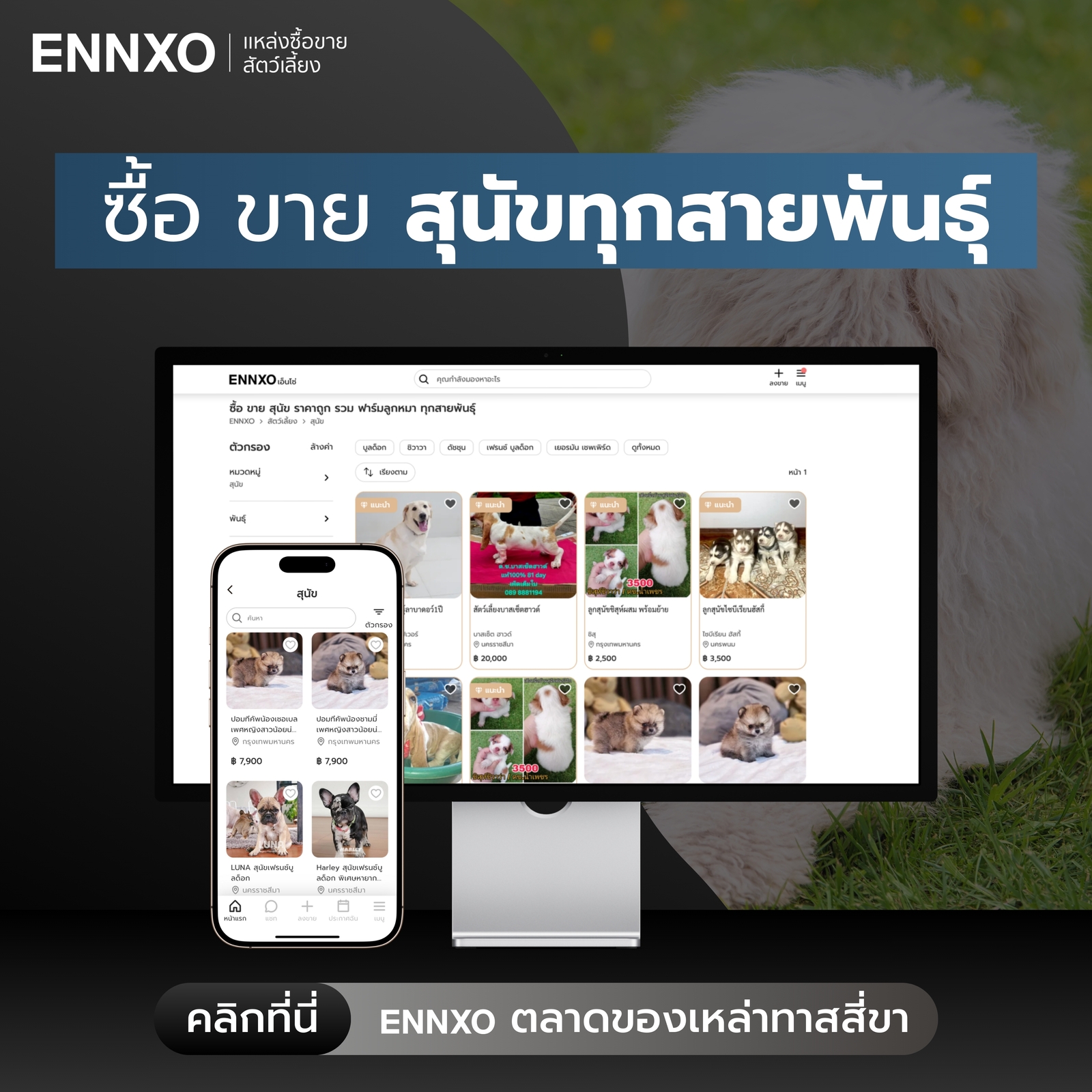 ตลาดซื้อขายสุนัข ทุกพันธุ์ ทุกสีที่ ENNXO