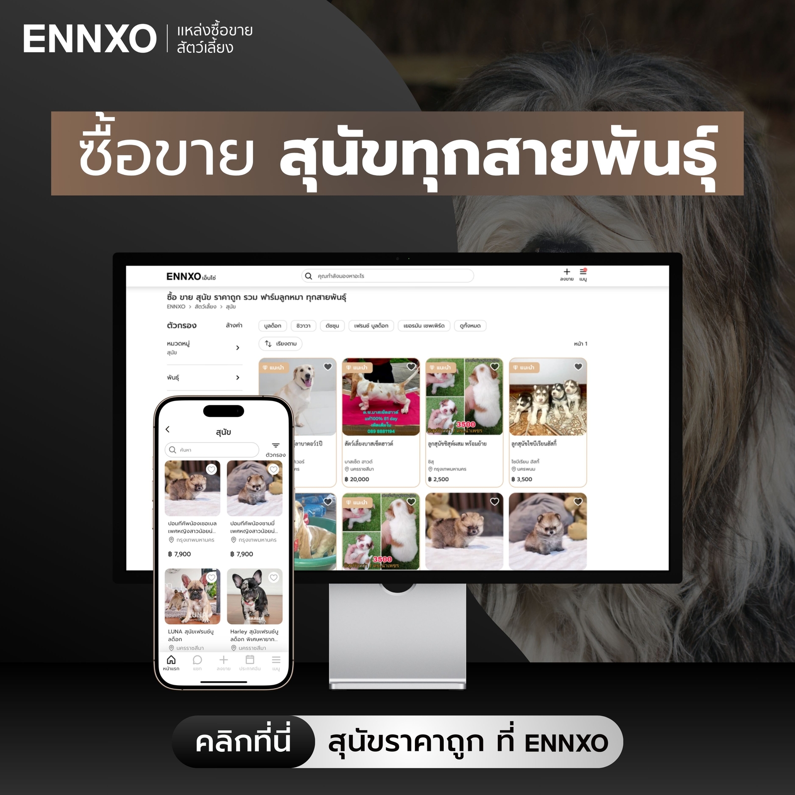 ซื้อขายสุนัขขนยาว ทุกสายพันธุื ราคาถูกที่ ENNXO