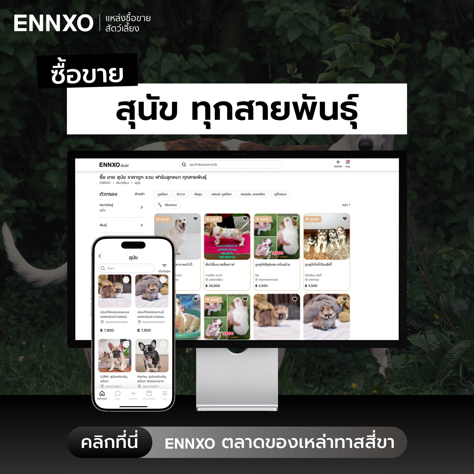 ซื้อขายสุนัข ลูกสุนัข ราคาถูกที่ ENNXO